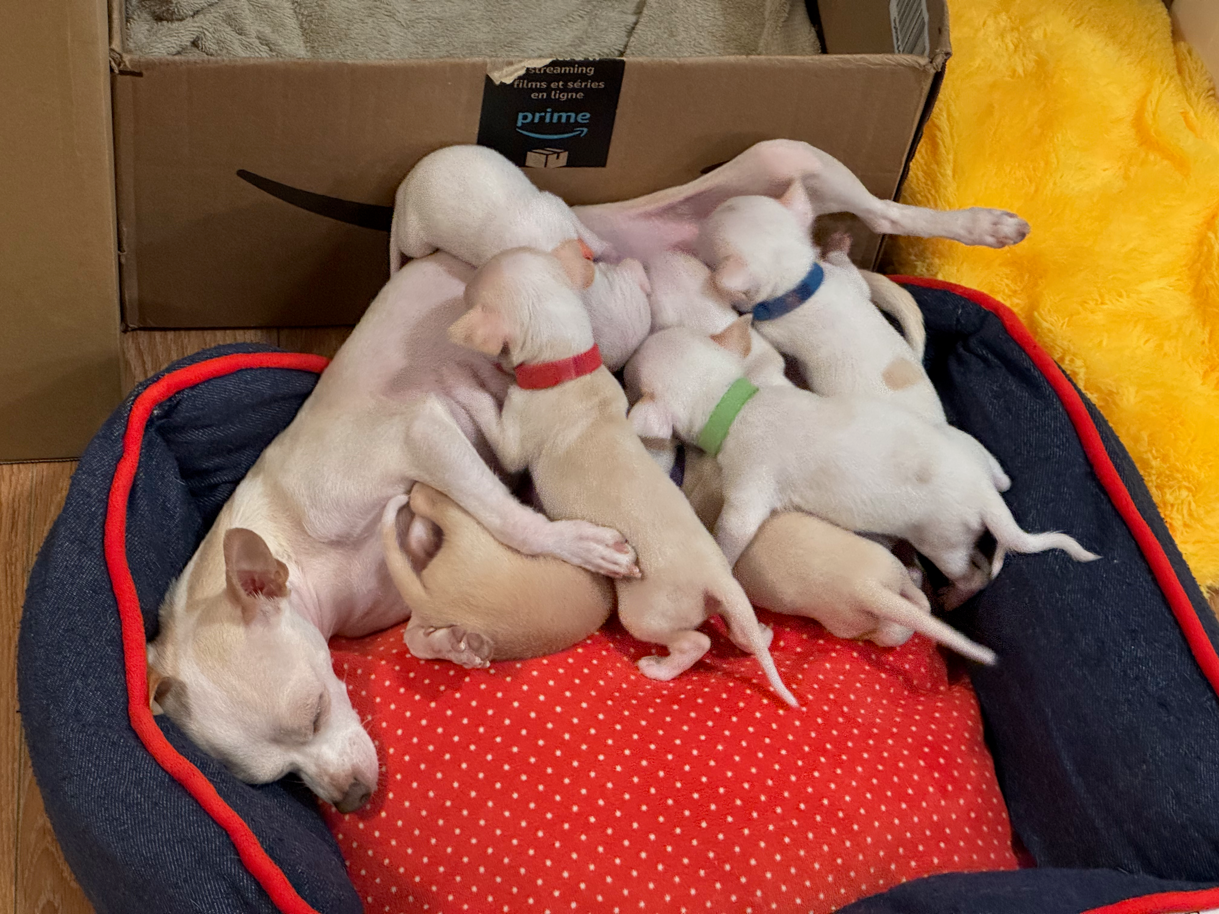 Puppies Eating