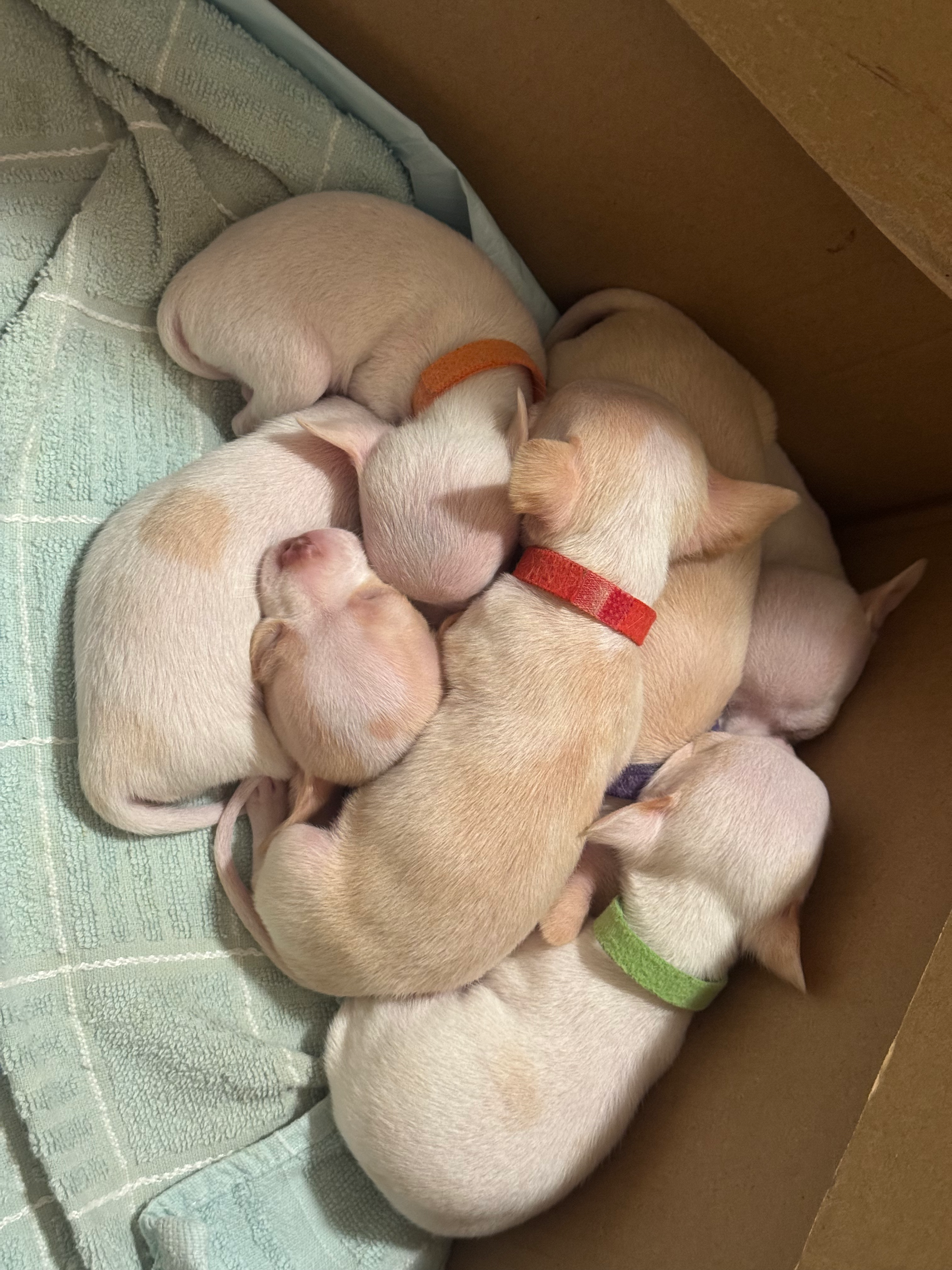 Dog Pile