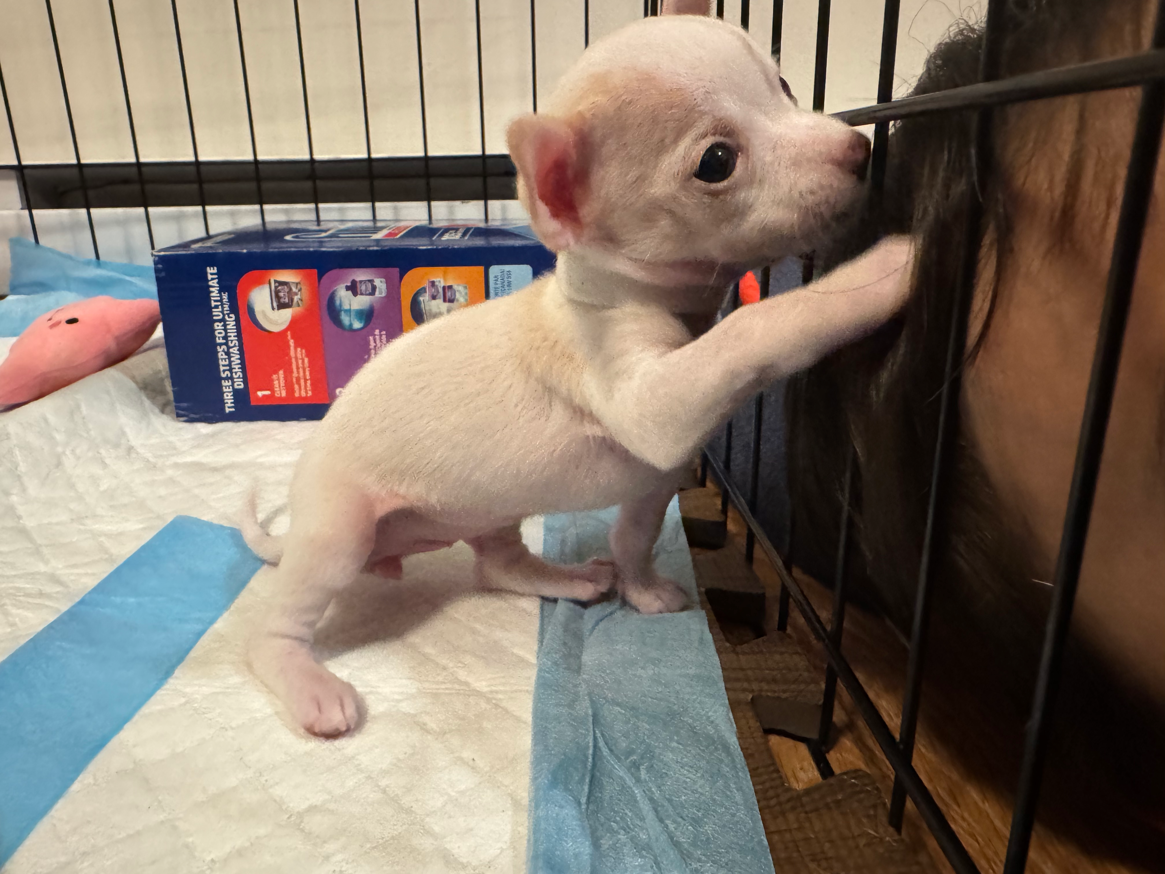 Puppy