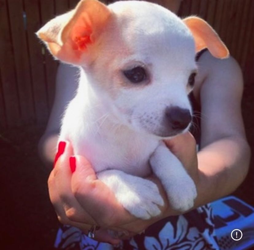 Pixel as a puppy