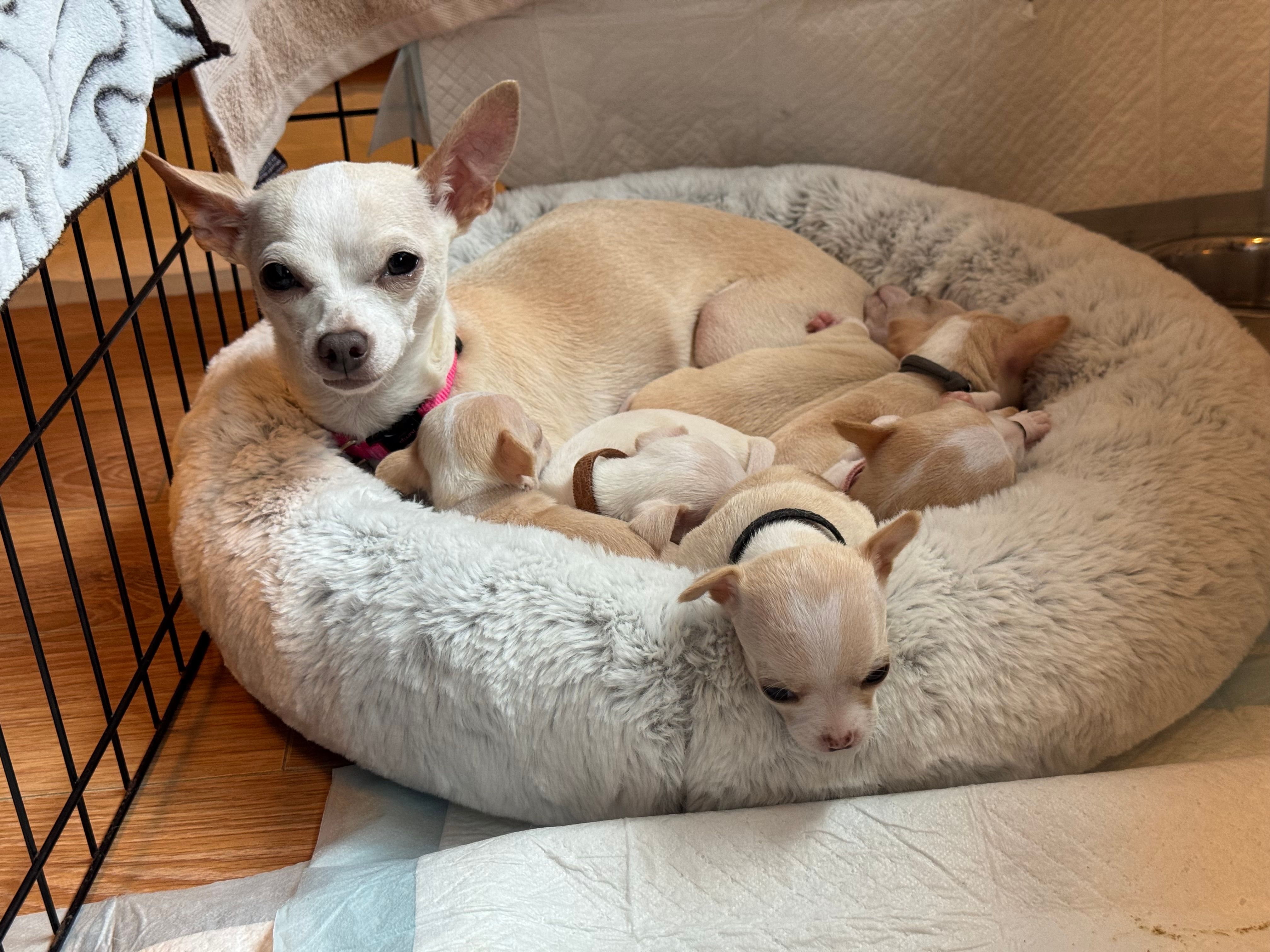 Peach curled in the fluffy bed with her pile of pups tucked against her