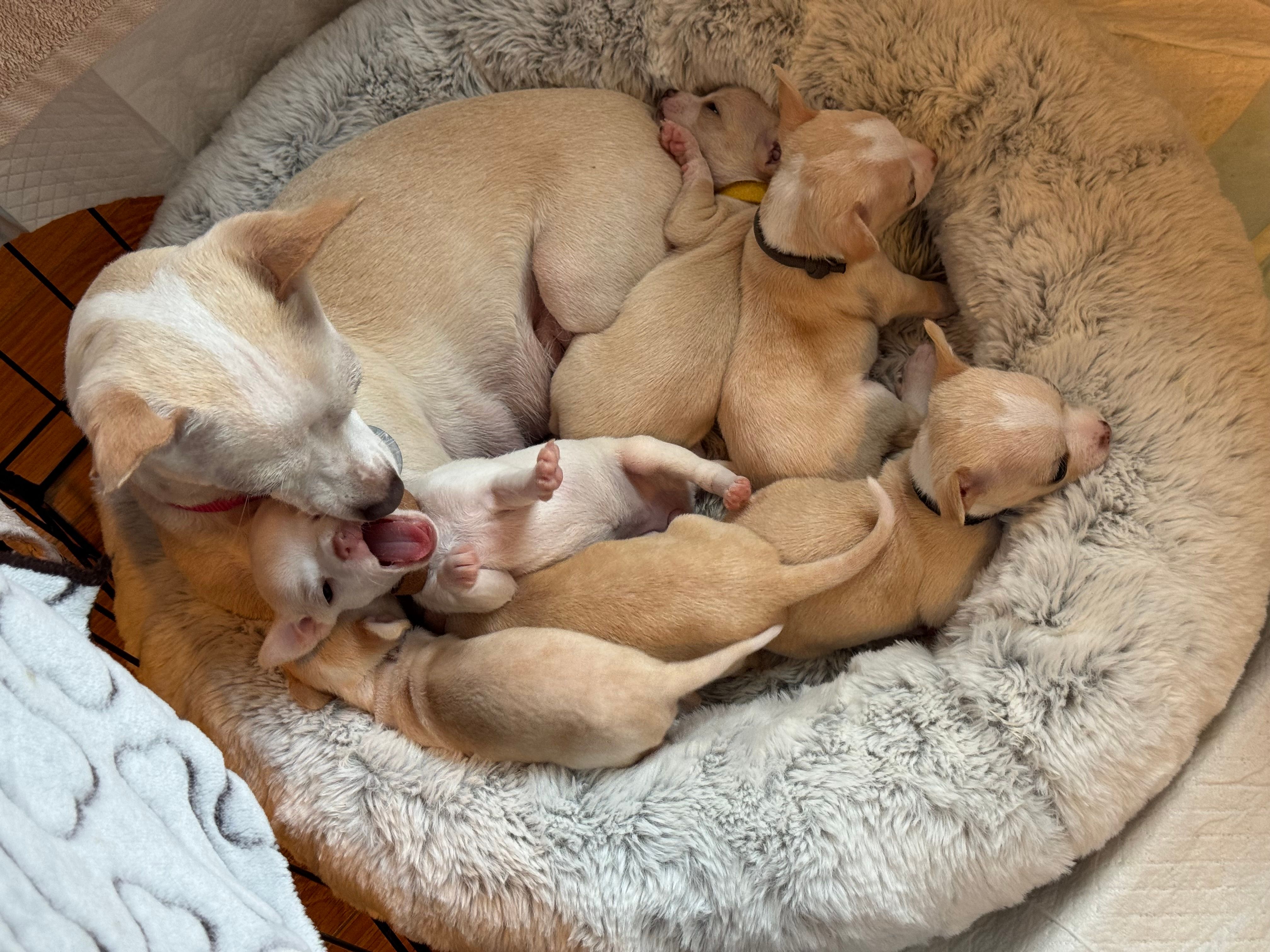 Pups piled in the bed, one rolled belly-up between her siblings