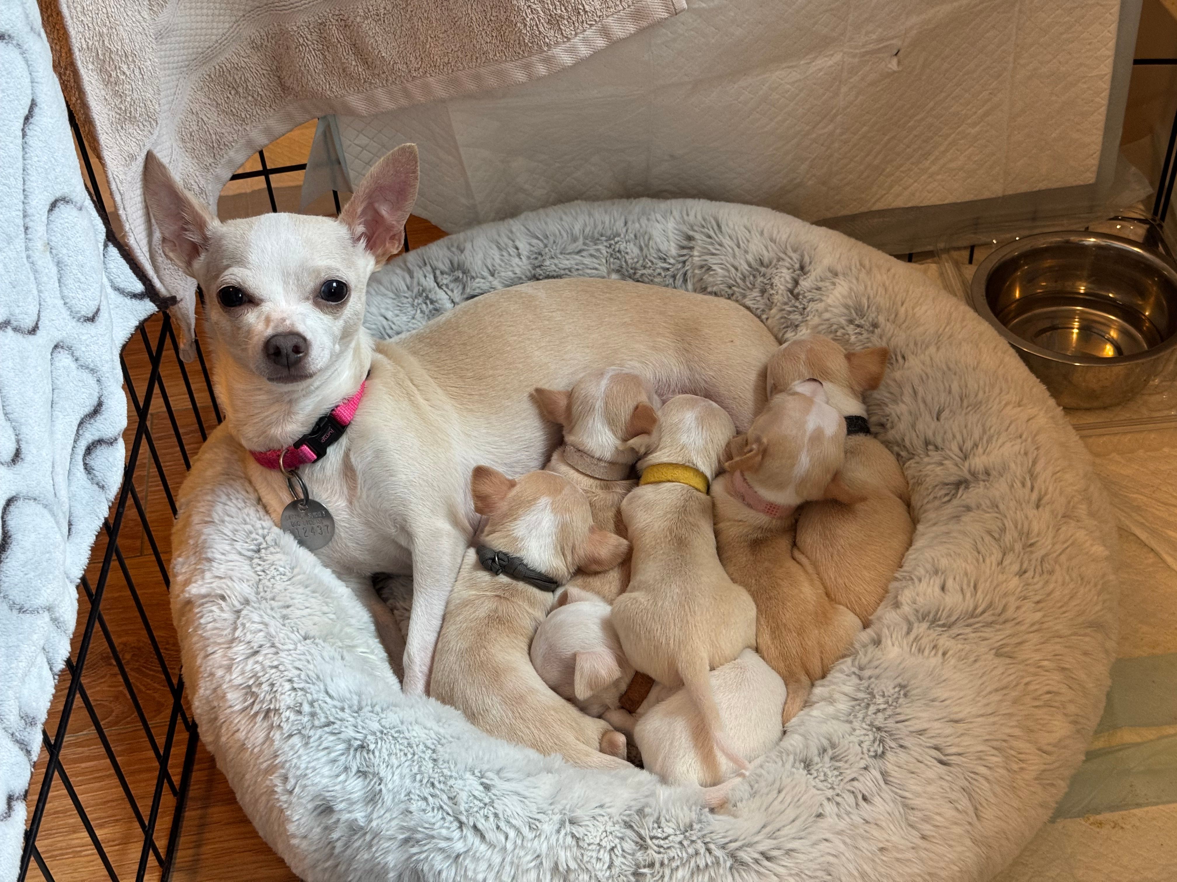 Overhead view of Peach lying back while the pups nurse around her