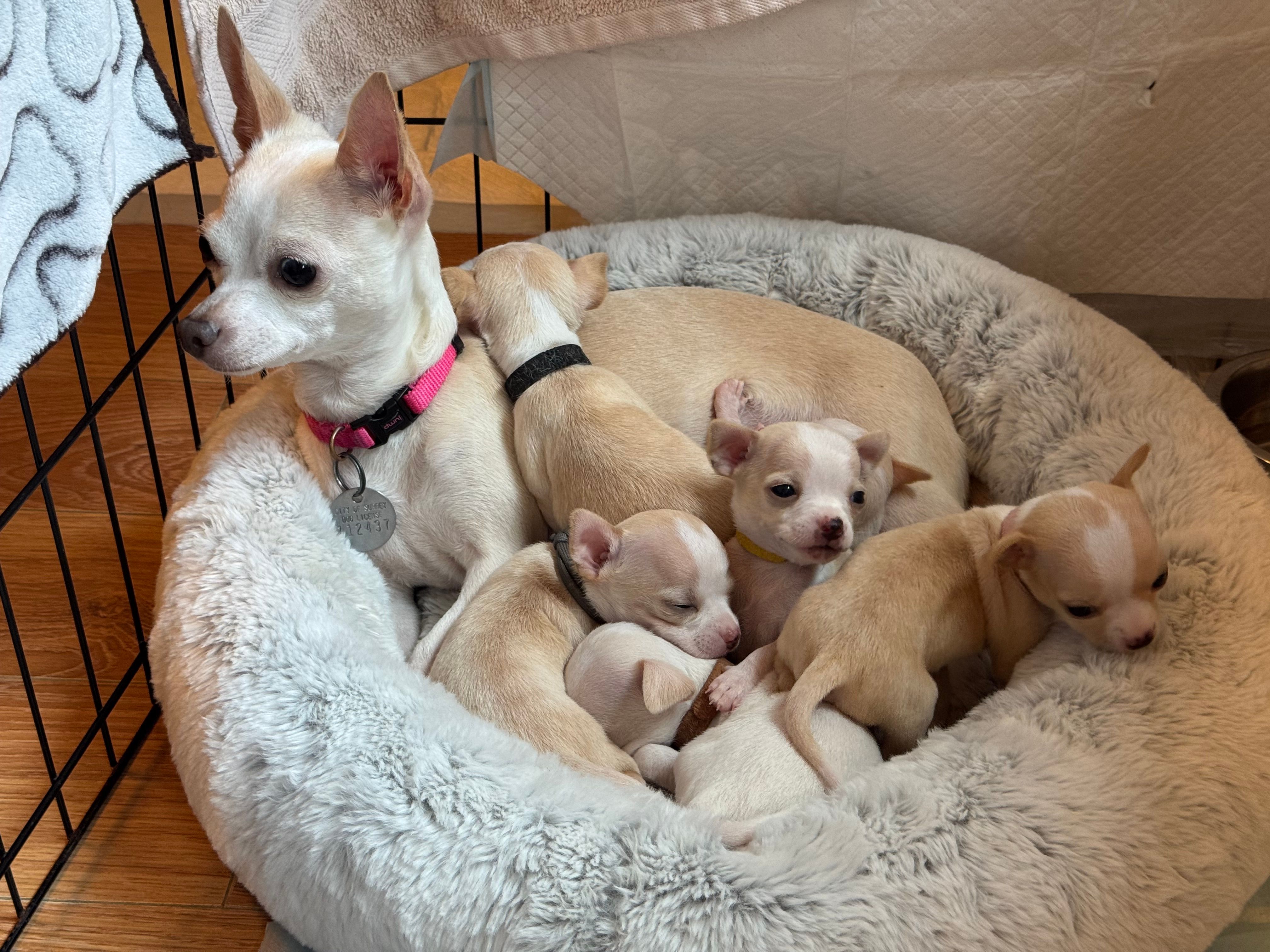 Pups all turned away from the camera, collars showing across their backs