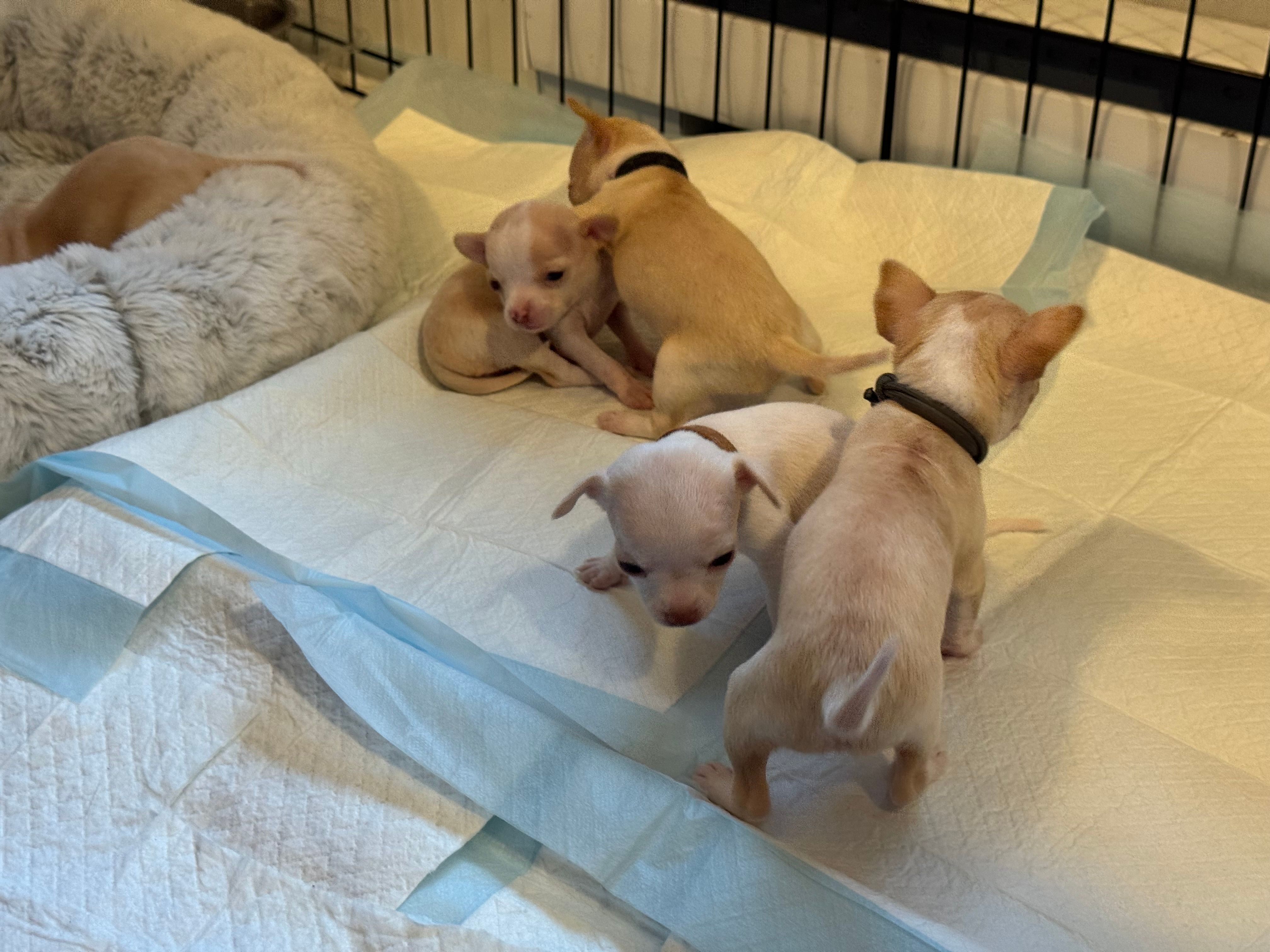 Three pups exploring the puppy pad, two sitting and one stepping forward