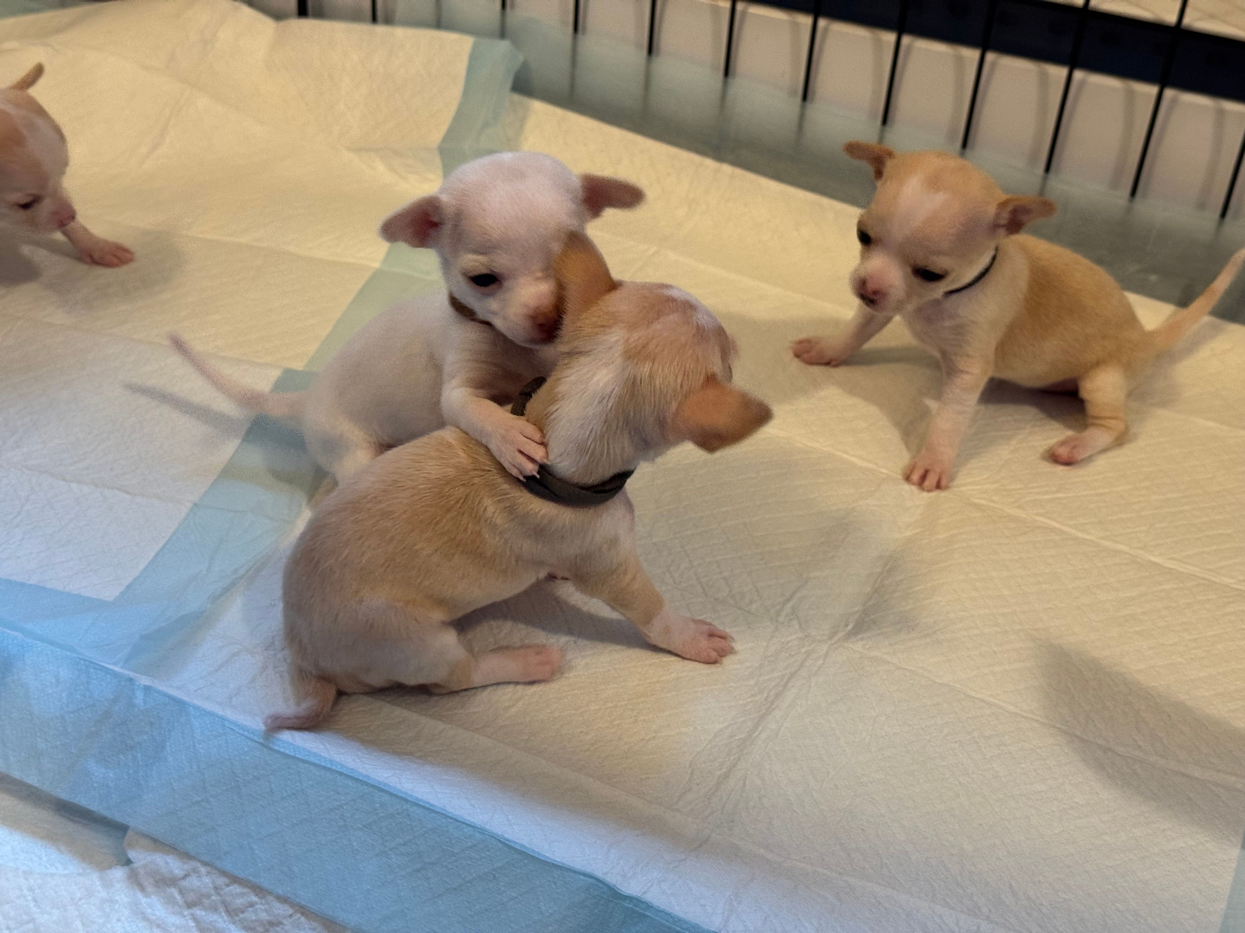 Two pups face-to-face mid-wrestle, a yawning sibling watching from beside them