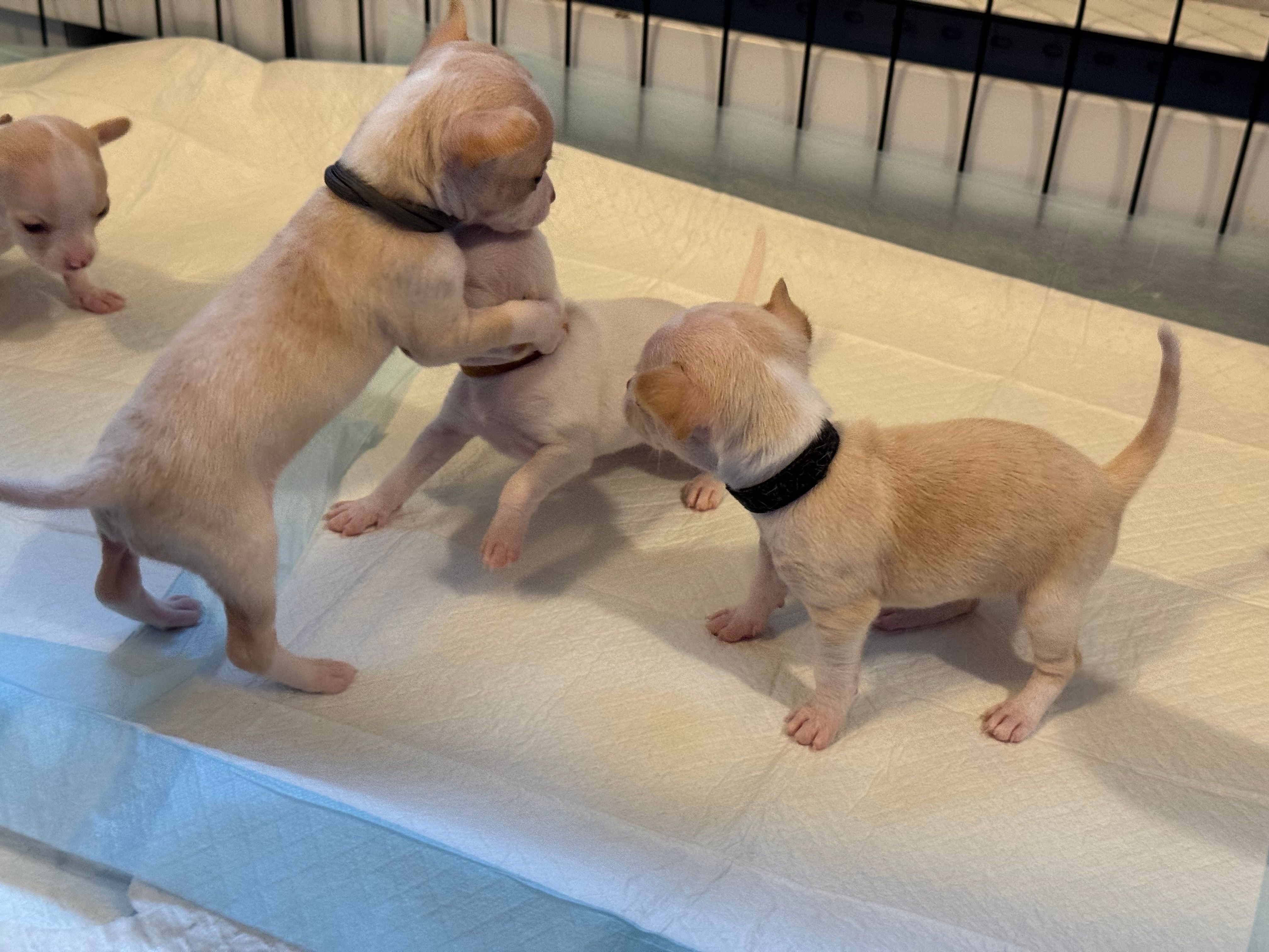 A pup rearing up with both paws on her sister, a third closing in from the side