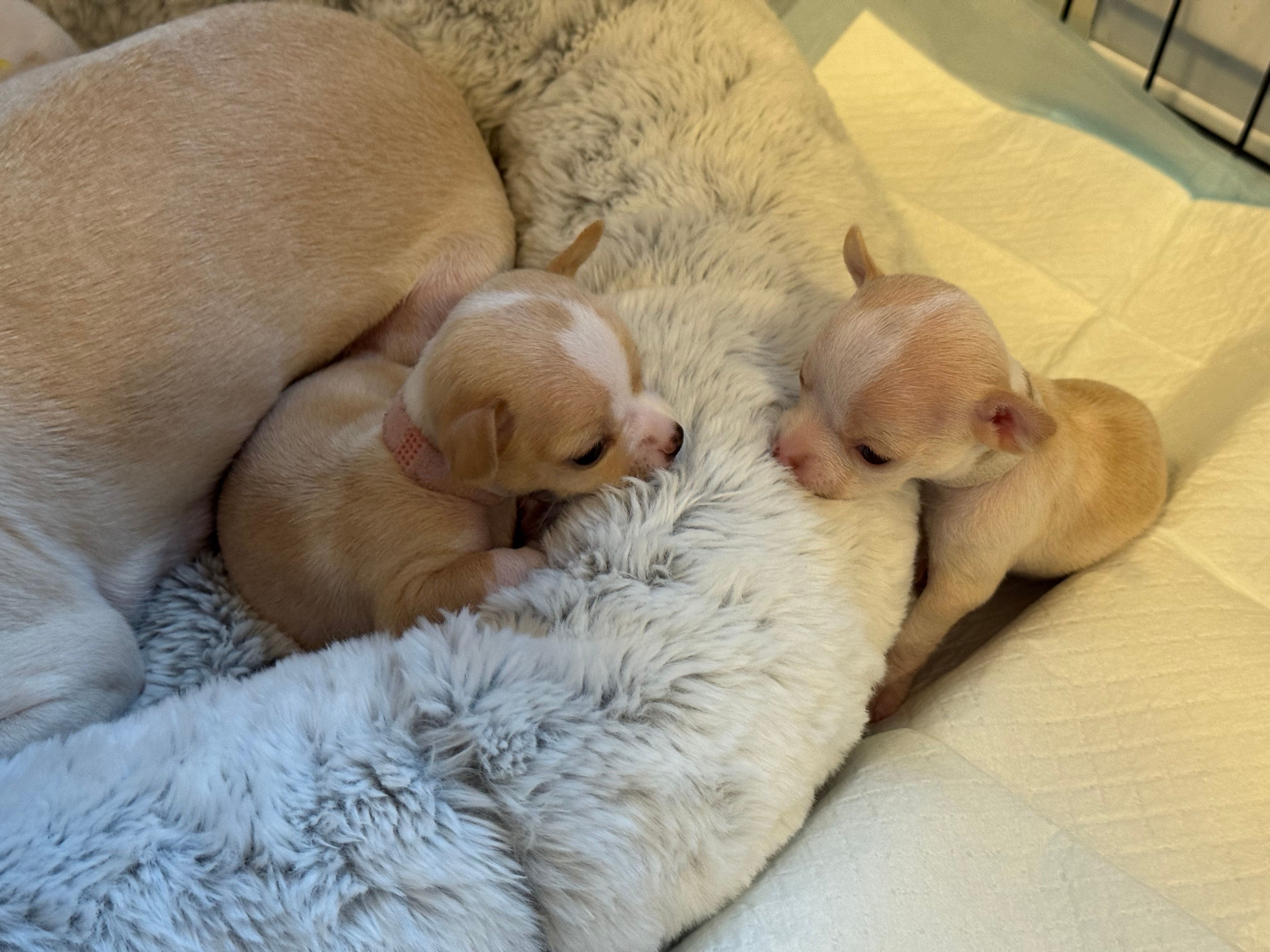 Two pups nestled against Peach's side, one with her chin on the fluff