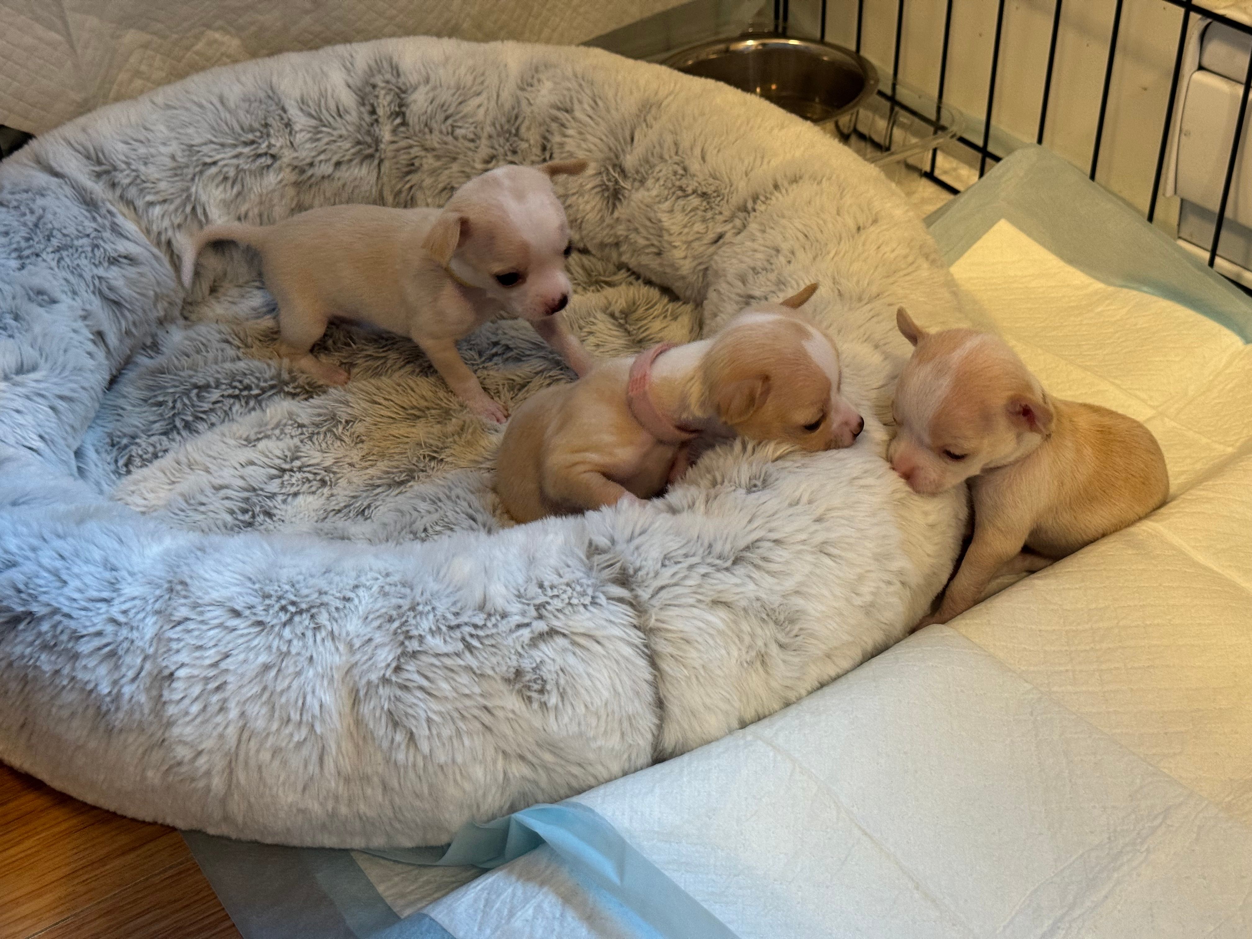 Yellow-collar pup standing alert in the bed while three siblings rest against the rim