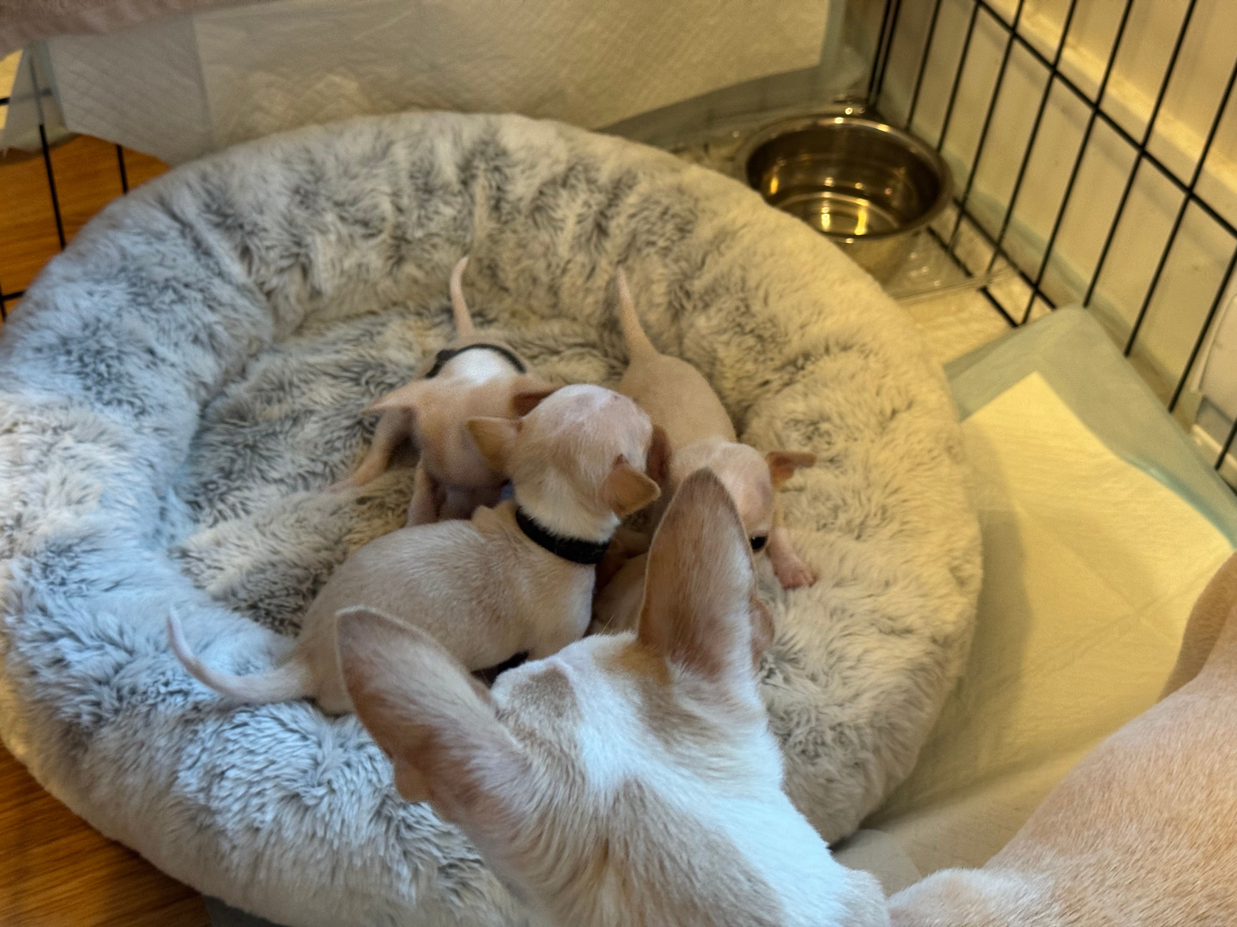 Four pups climbing over Peach in the bed, her white belly in the foreground