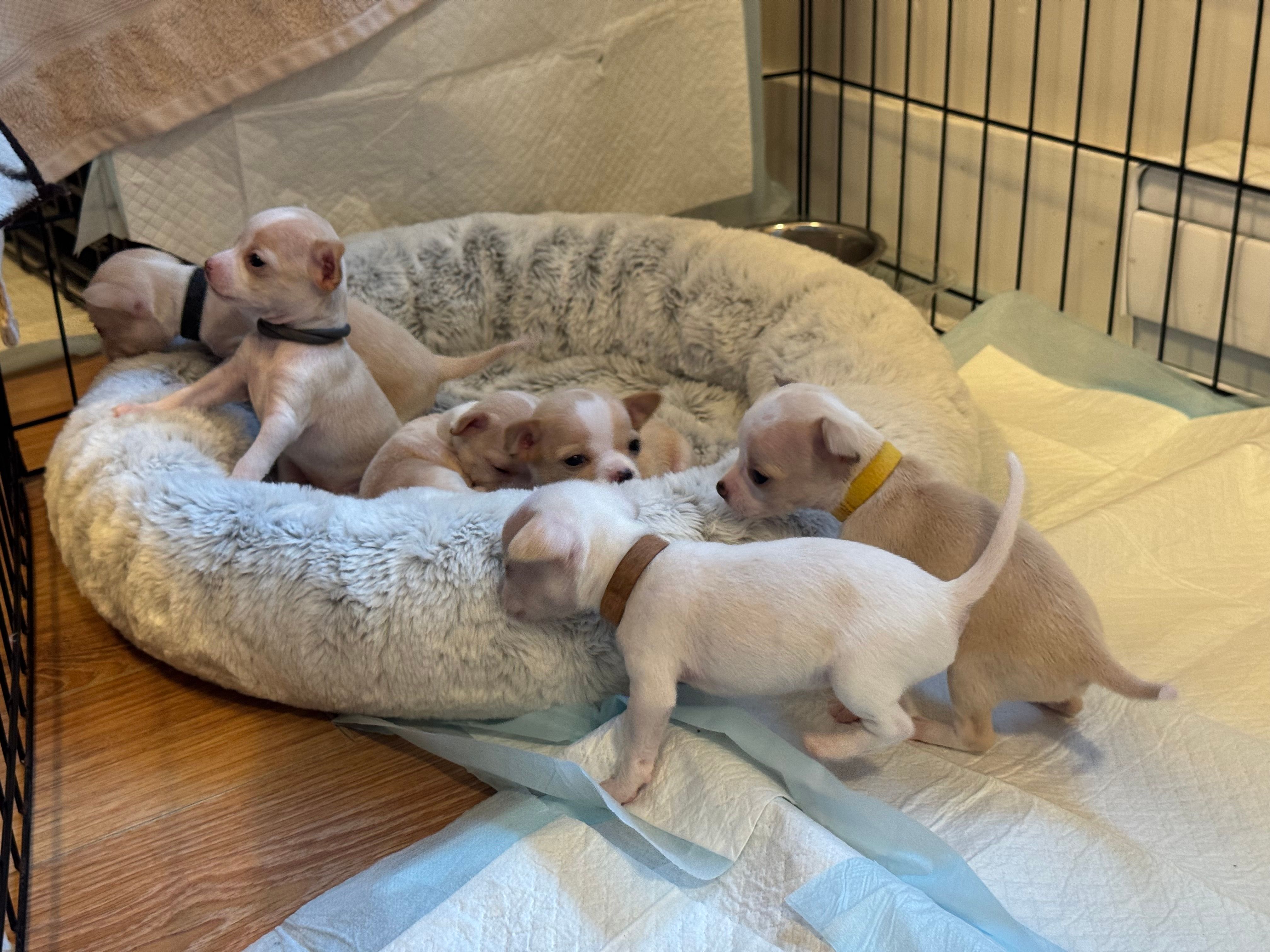 Four pups piled together, the brown-collar one looking up over the others