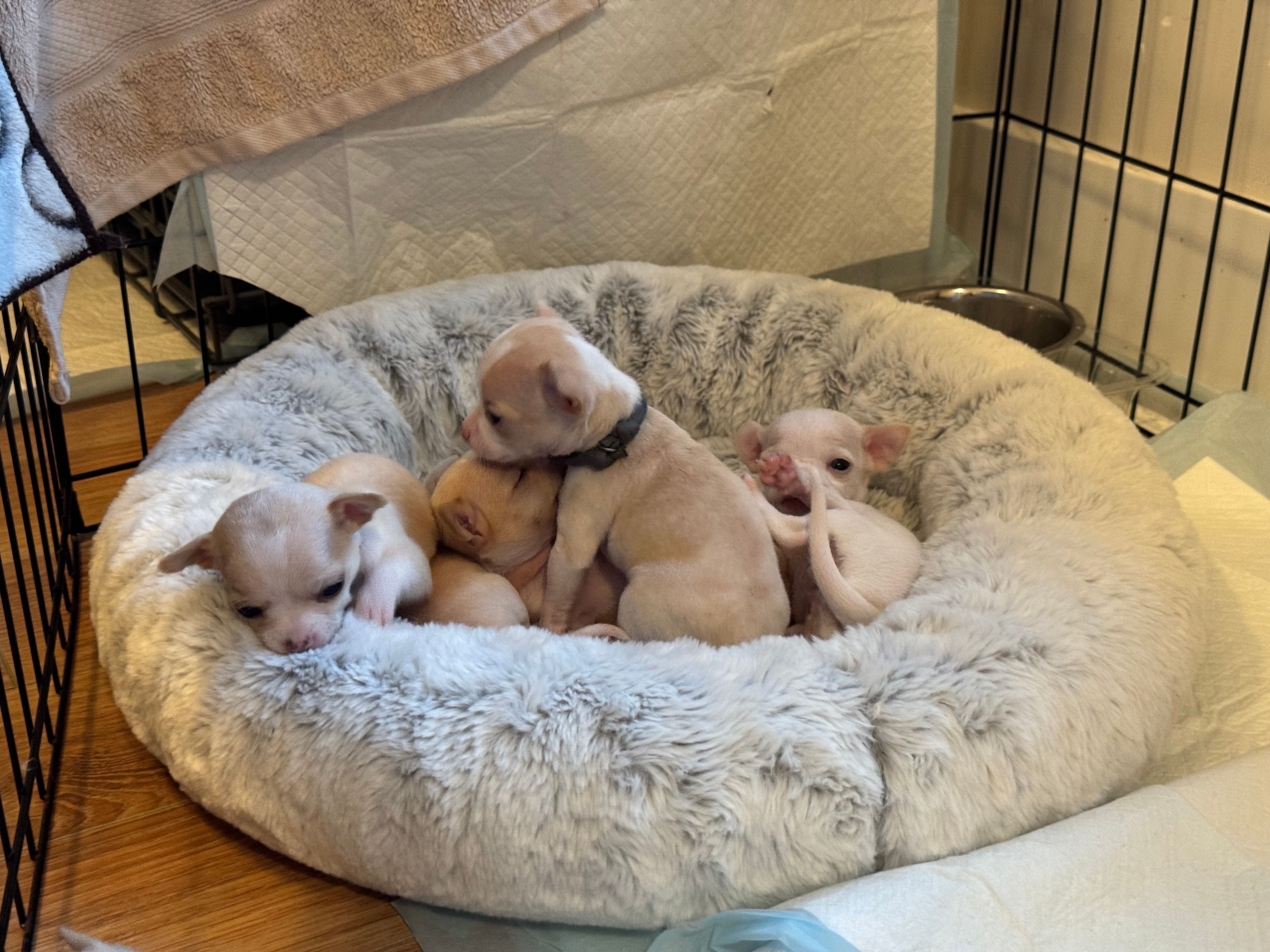 Pile of pups in the bed, one flopped upside-down across her sisters