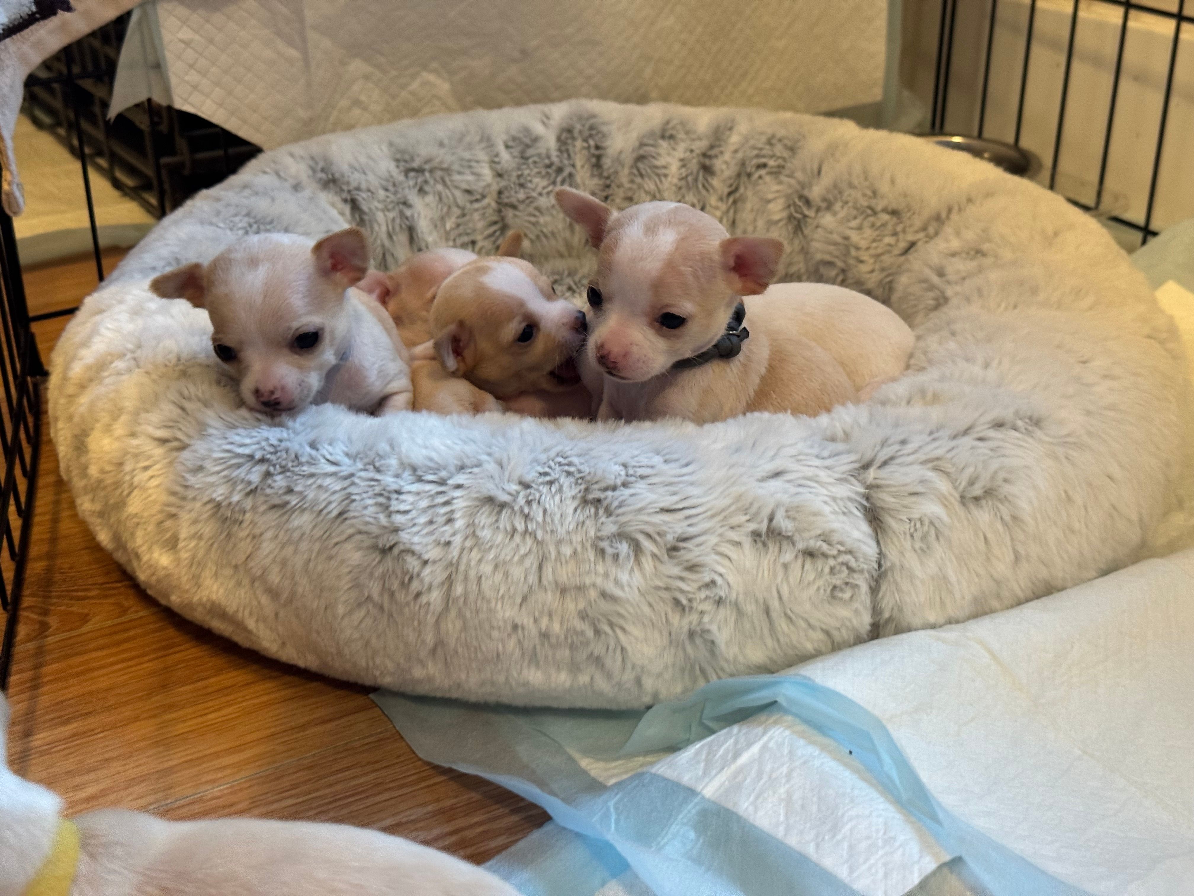 Three pups crowded shoulder-to-shoulder at the edge of the bed, looking forward