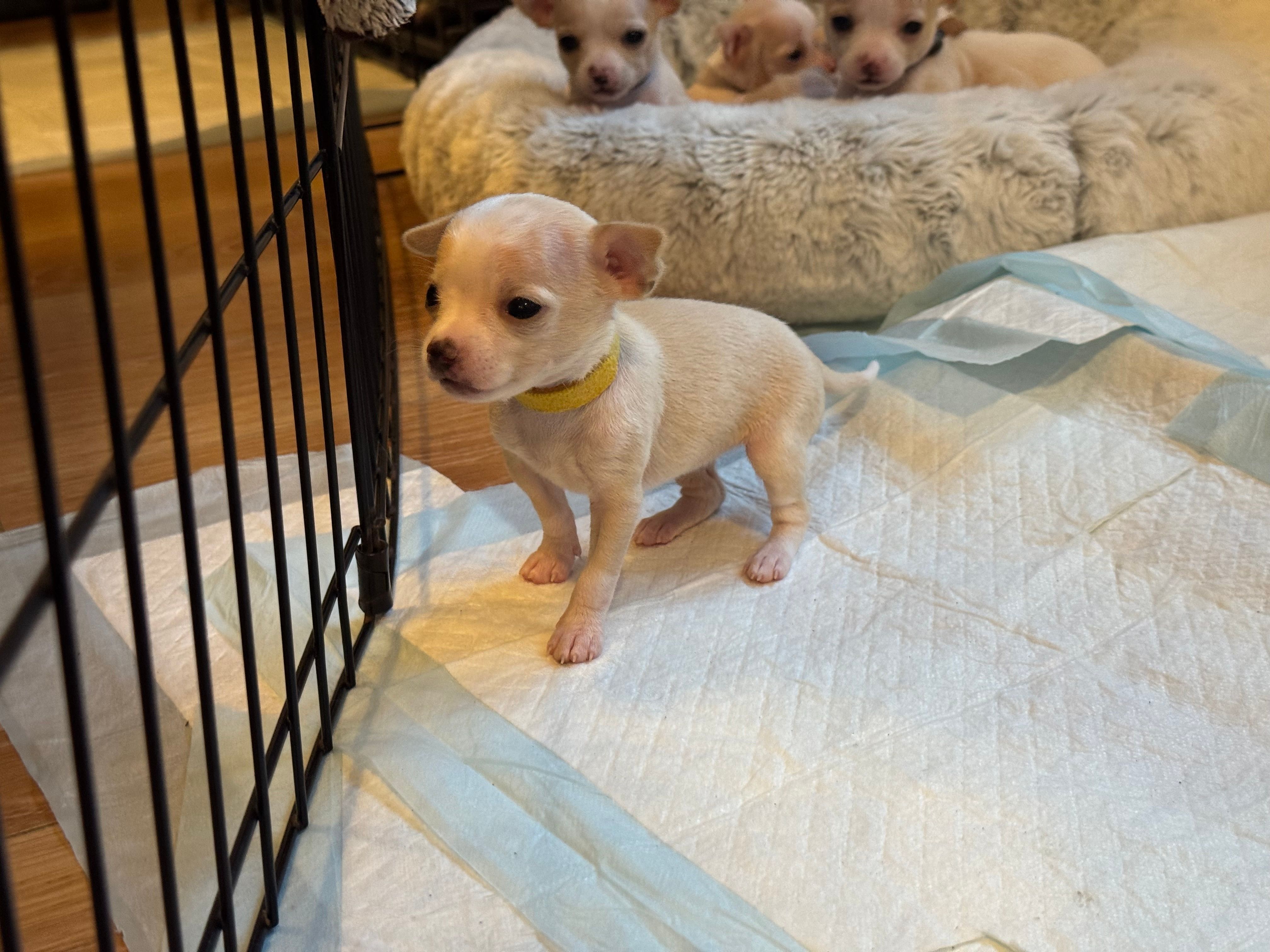 Yellow-collar pup standing solo on the puppy pad, siblings tucked in the bed behind her