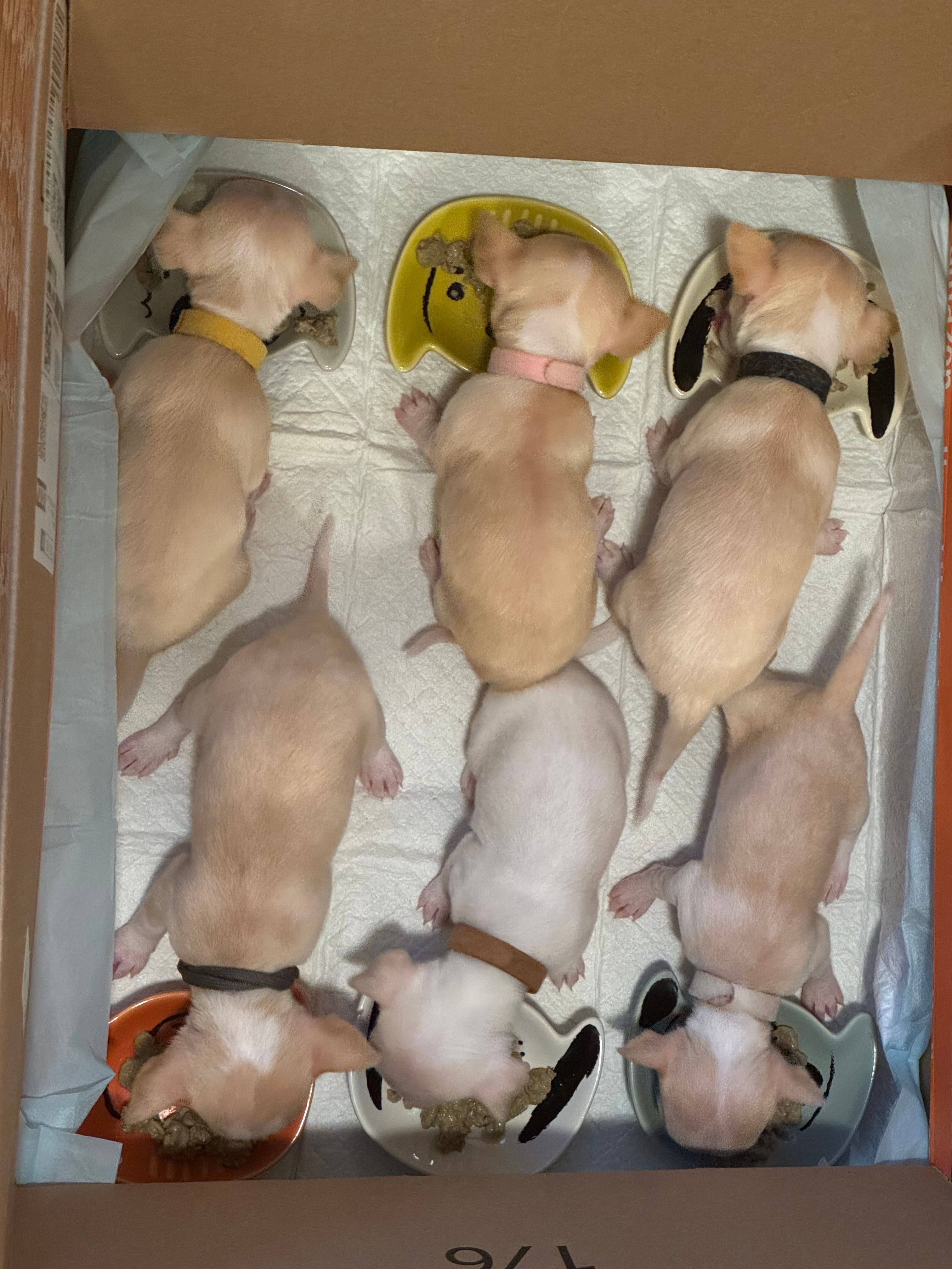 Overhead of all six pups lined up at their cat-face bowls, working through their first real meal