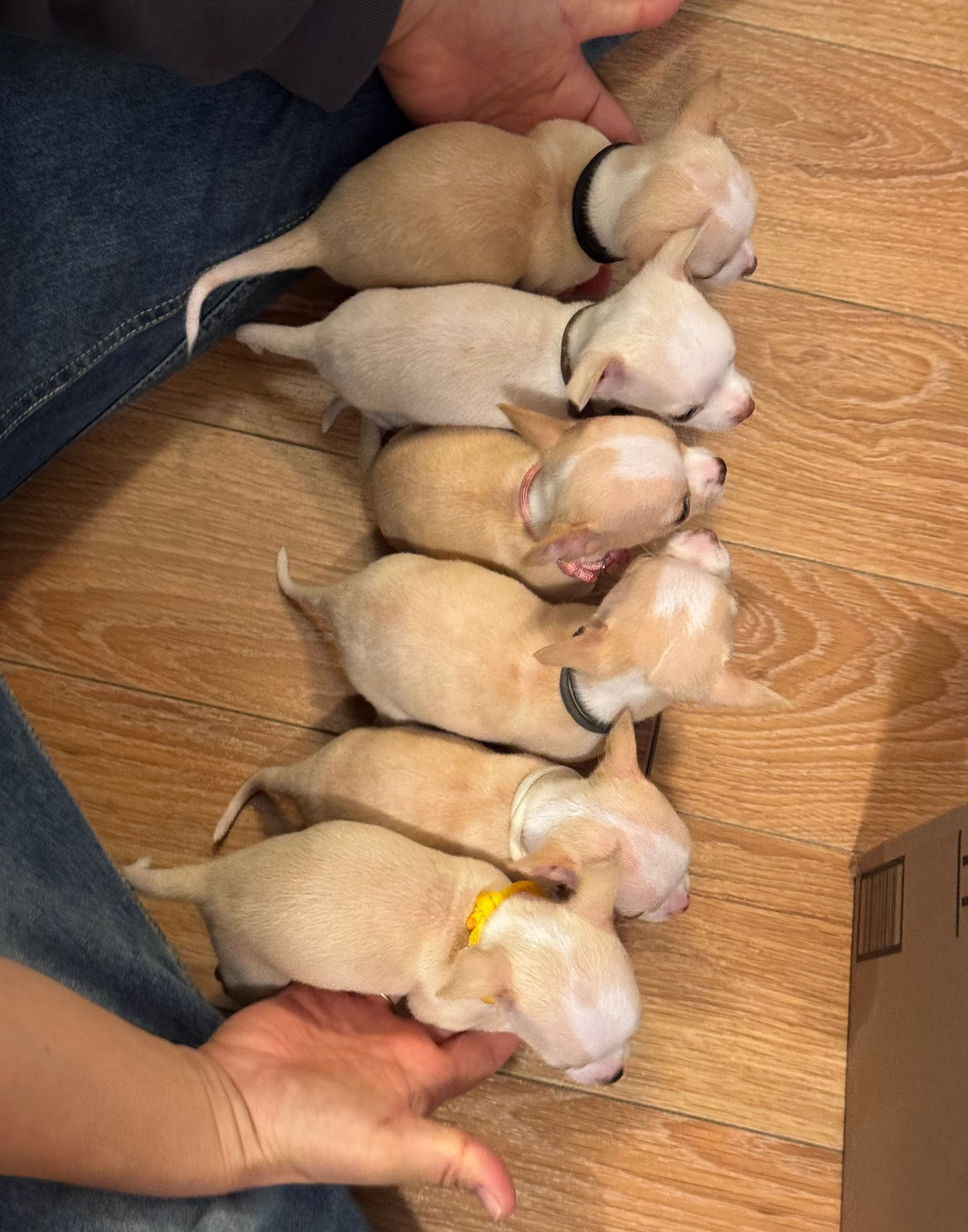 Overhead of all six pups in a sleepy row on the wood floor, hands cradling either end