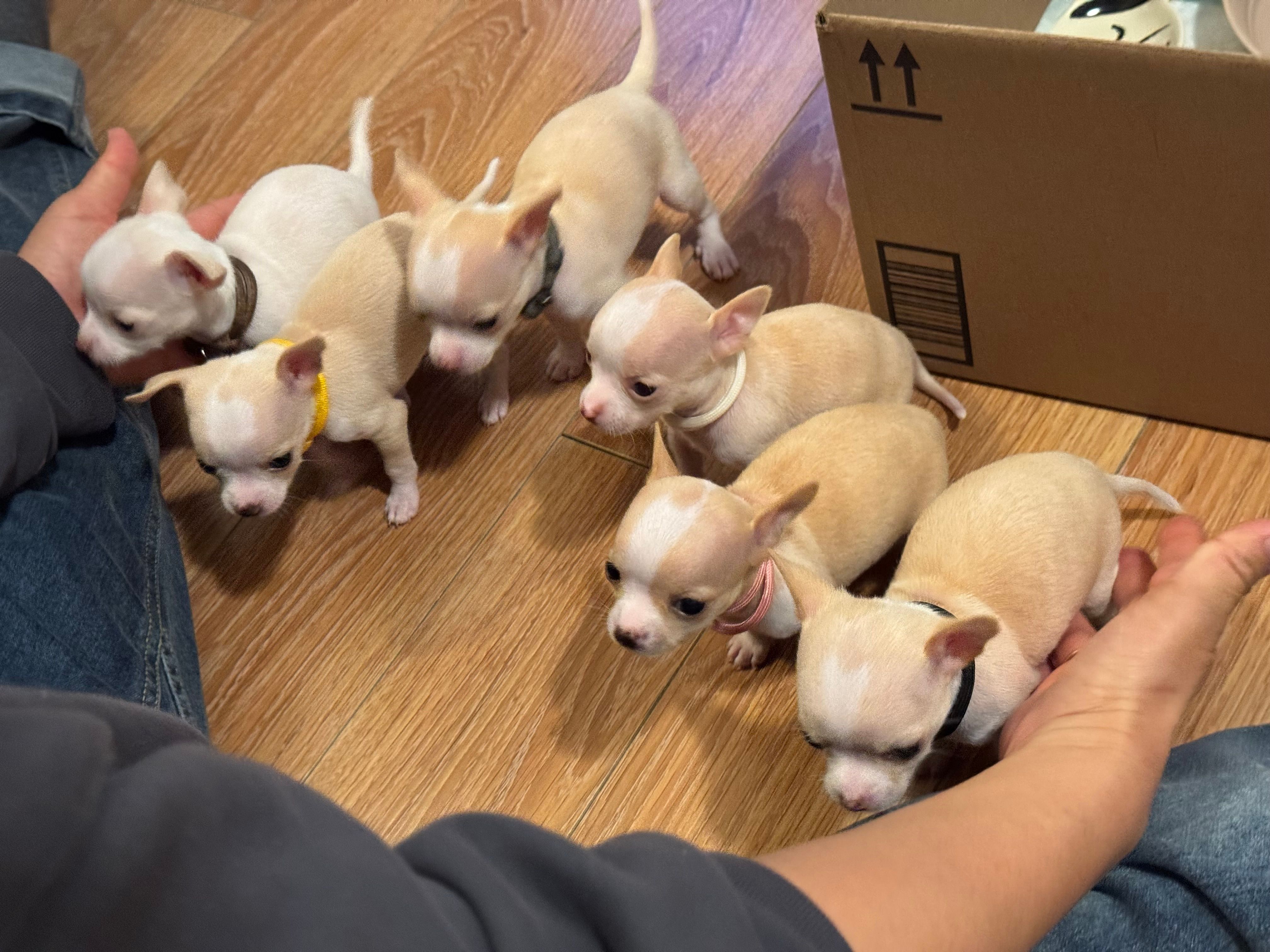 Six pups milling around a cardboard box and a lap, collars in yellow, pink, brown and white
