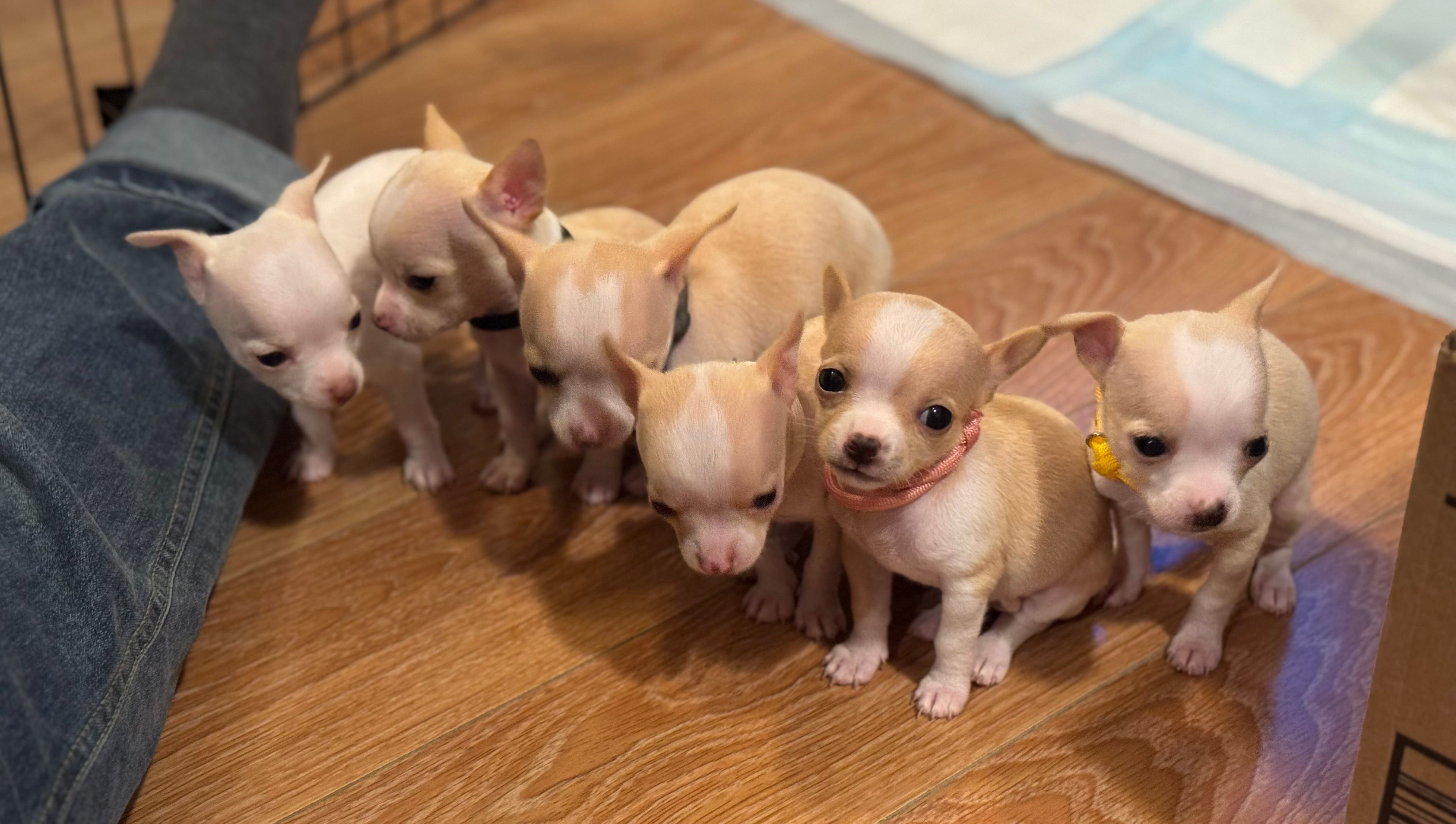 Six pups standing shoulder-to-shoulder on the floor, lined up next to a denim-jeaned leg, all looking past the camera