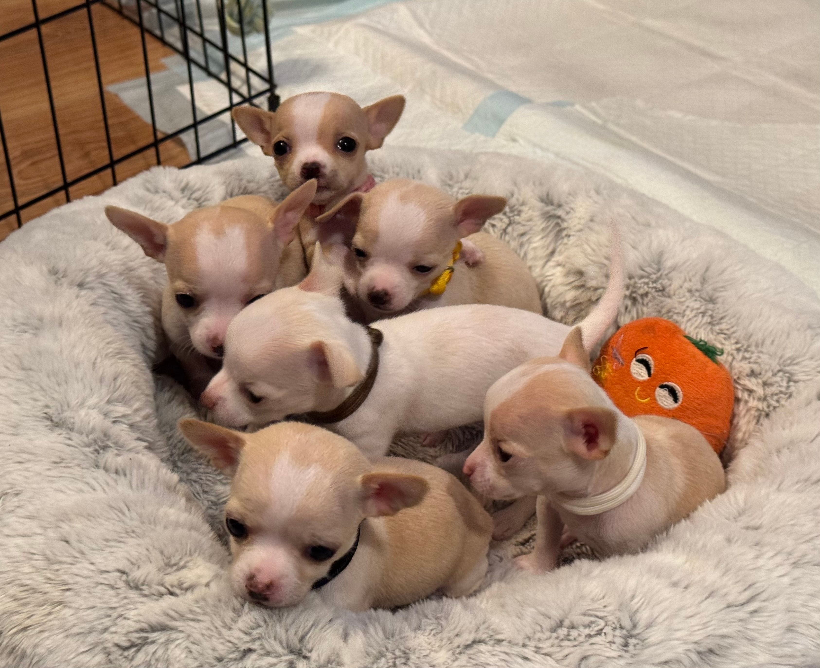 Six pups packed into the round bed, the yellow-collar pup tucked into the middle and a sister climbing over