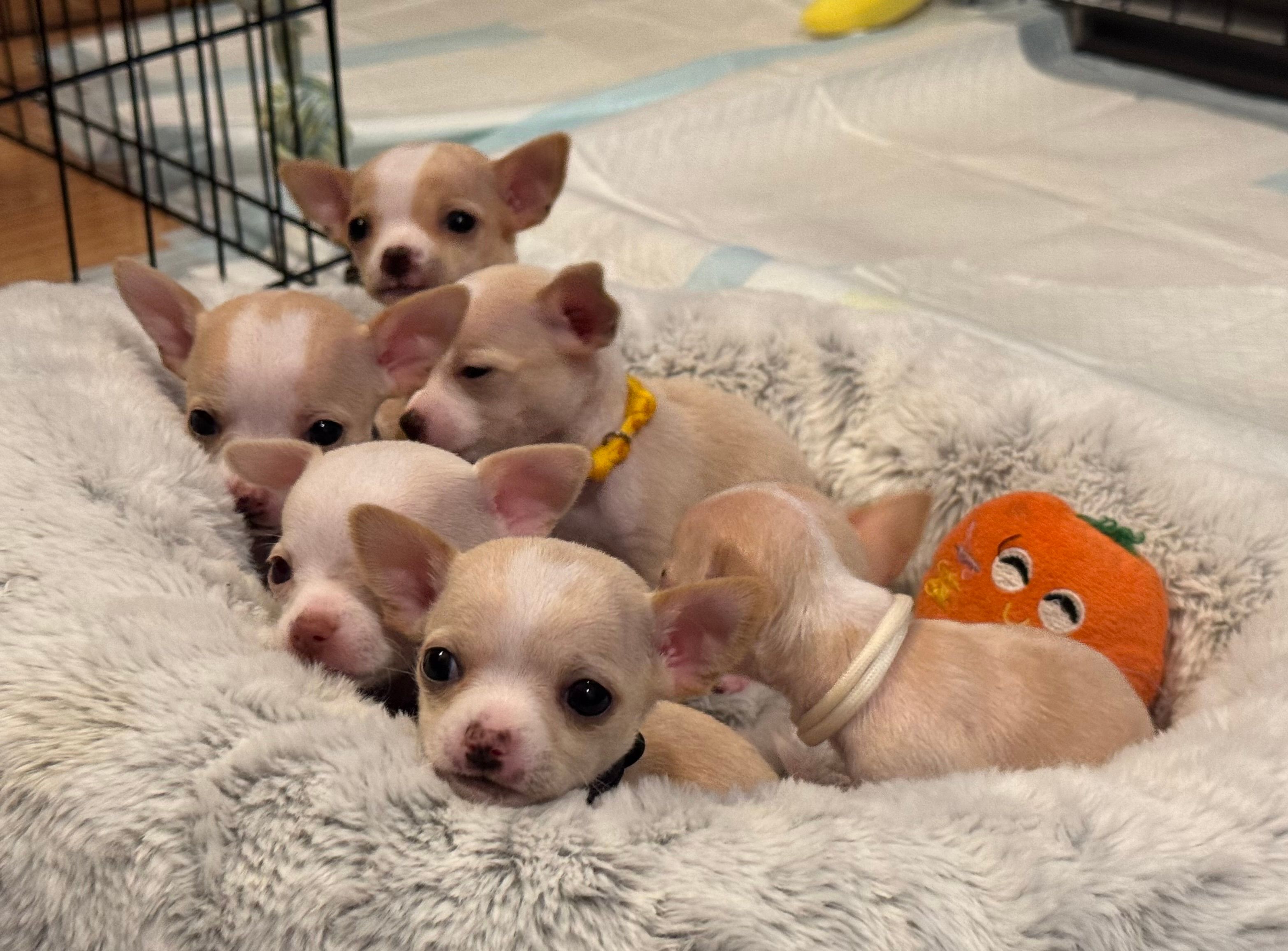 Tight pile of pups in the bed beside the carrot plushie, yellow-collar pup front and center