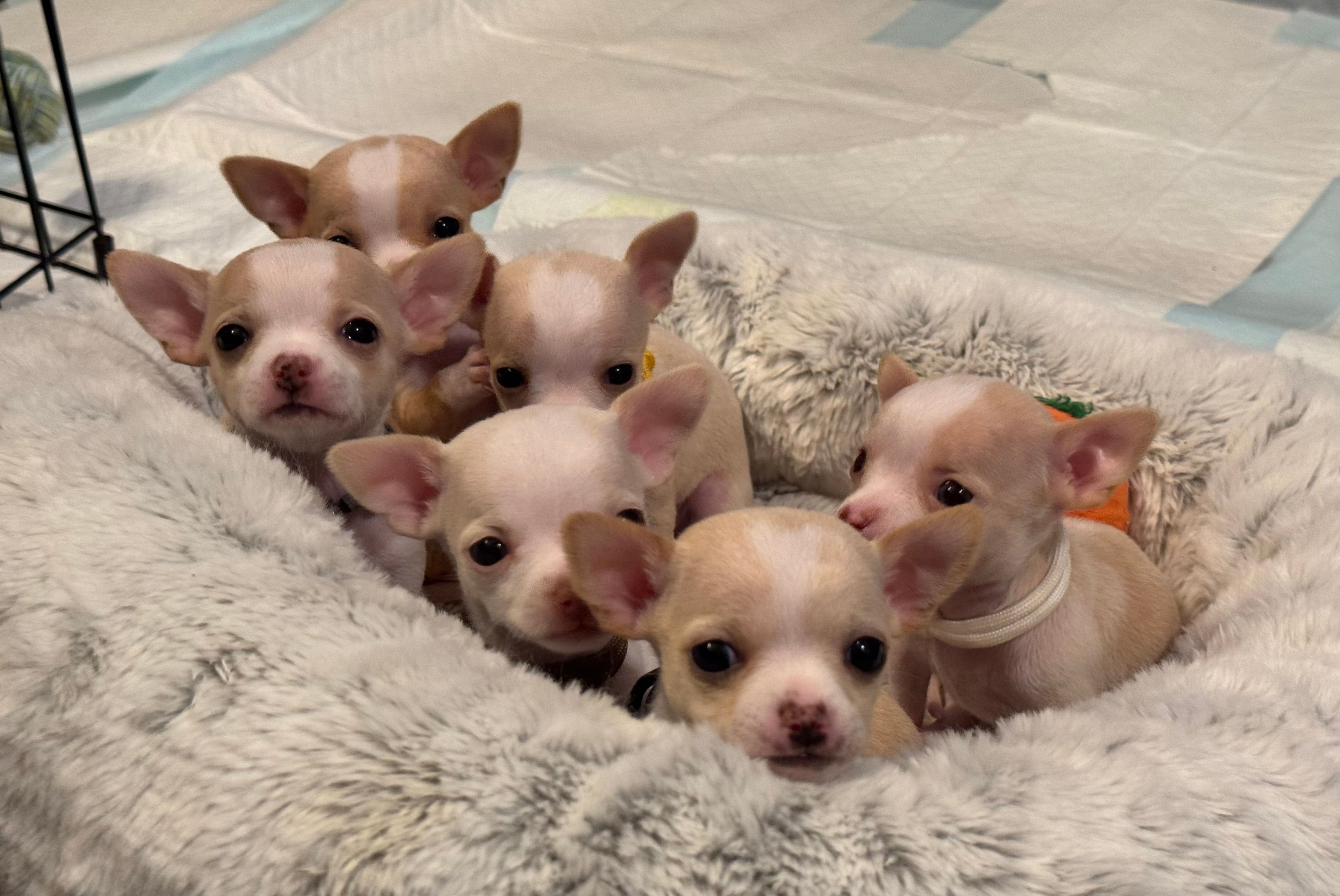Six pups crowded together in the fuzzy grey bed, every one of them staring straight up at the camera