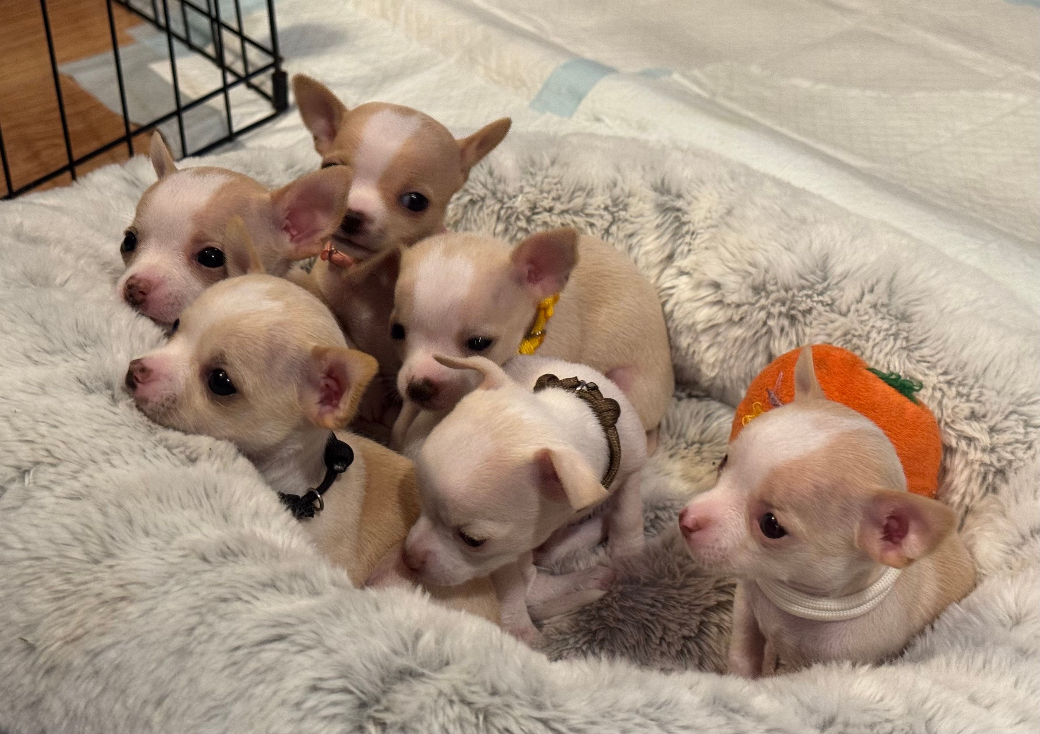Pups piled into the fluffy bed next to the orange carrot plushie, one peeking out from the back