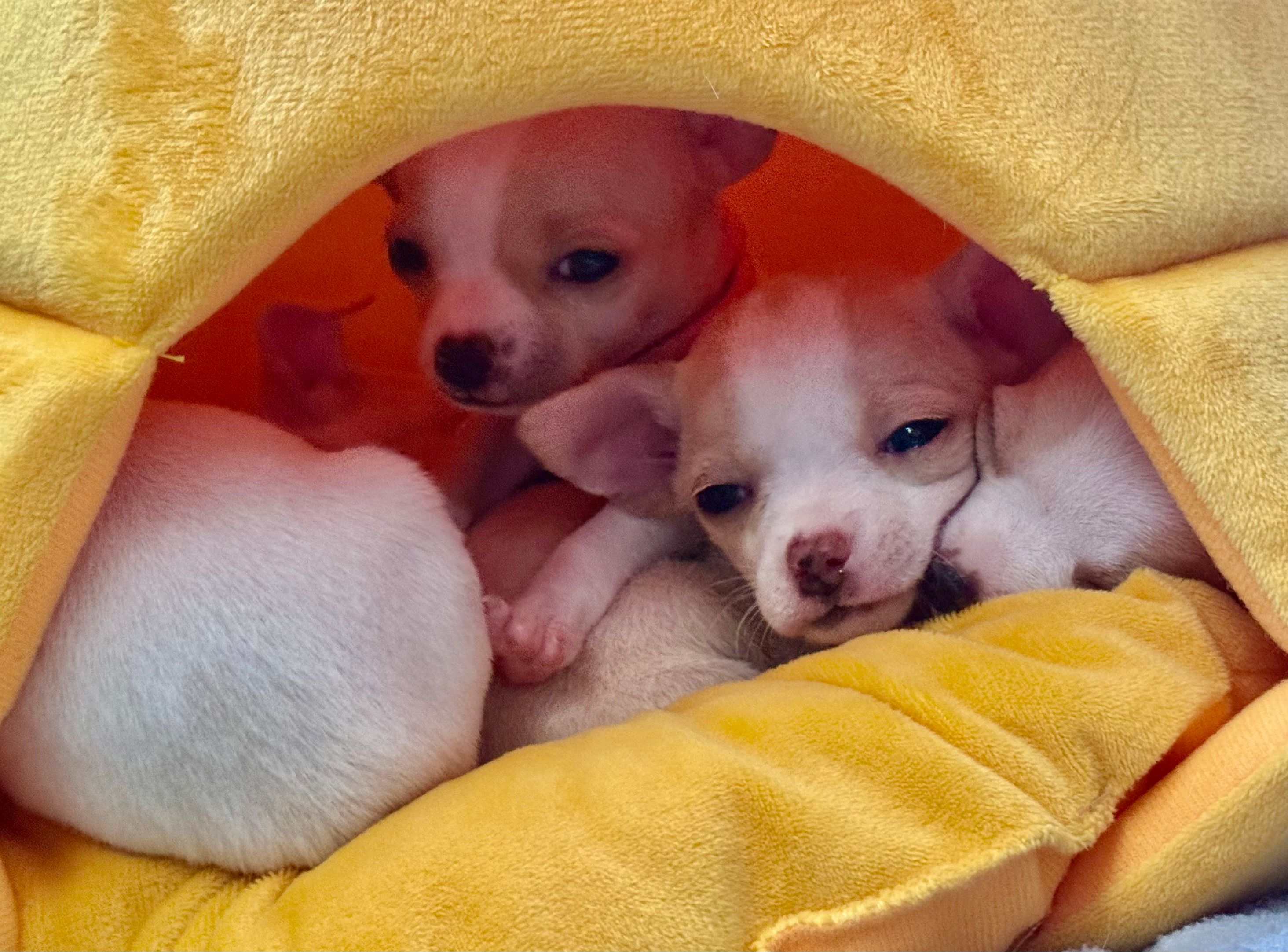 Two pups peeking out from inside a soft yellow den, a third tucked in beside them