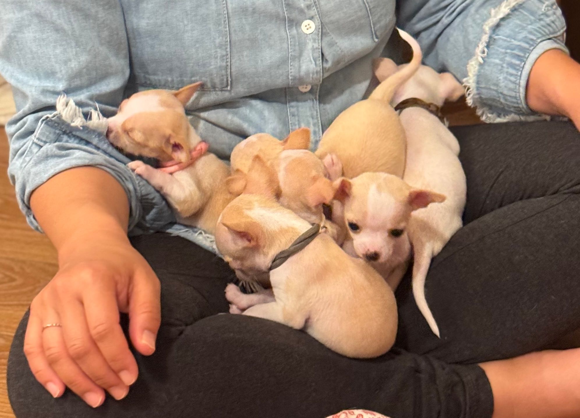 A lapful of pups draped across someone's knees, ears and tails everywhere