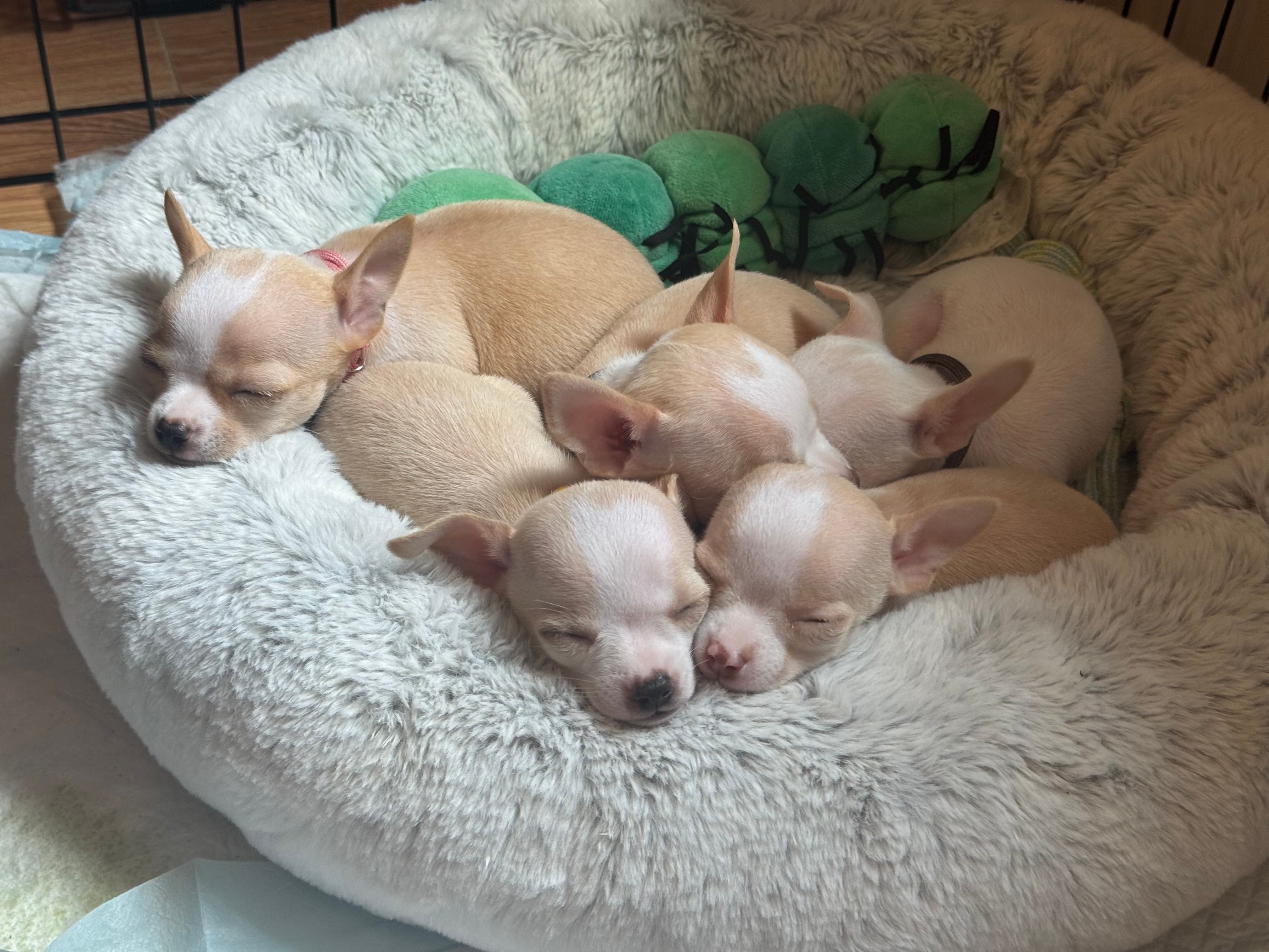 Four pups curled into the fluffy bed, noses tucked together