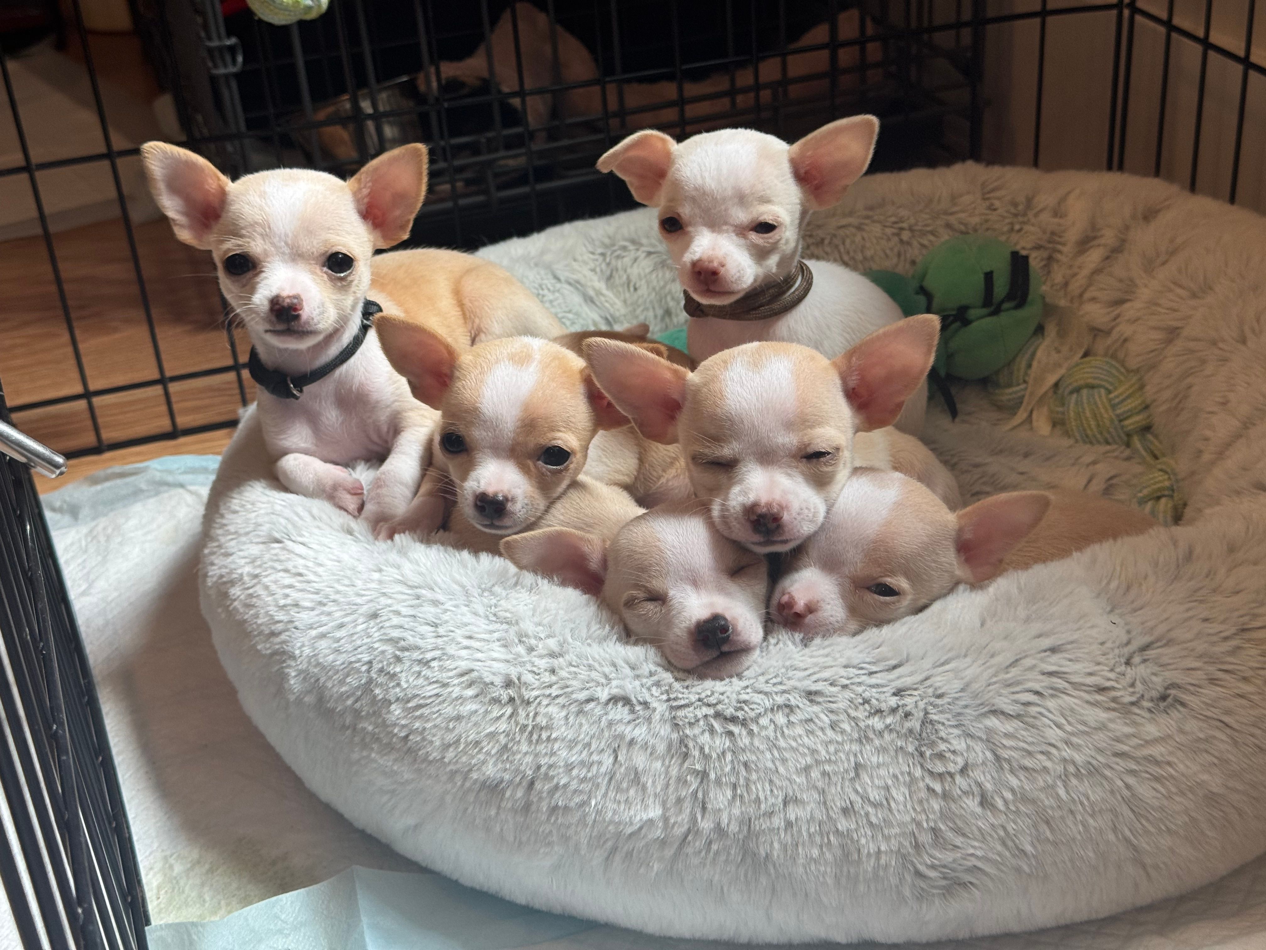 All six pups packed into the round bed, a few sitting up alert and the rest asleep