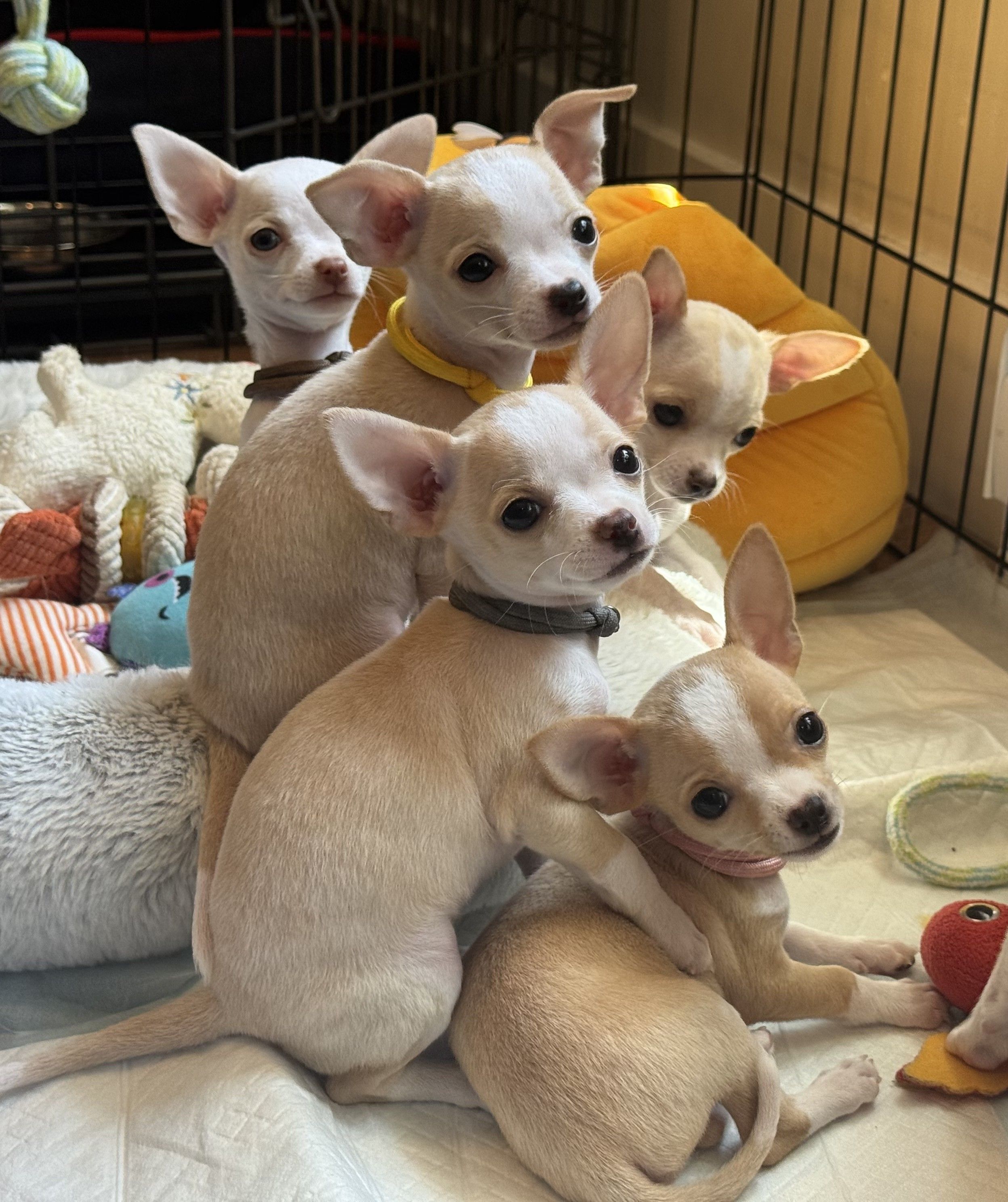 Five fawn-and-white pups piled together in the playpen, oversized ears up, the yellow honey-pot bed and a heap of soft toys behind them