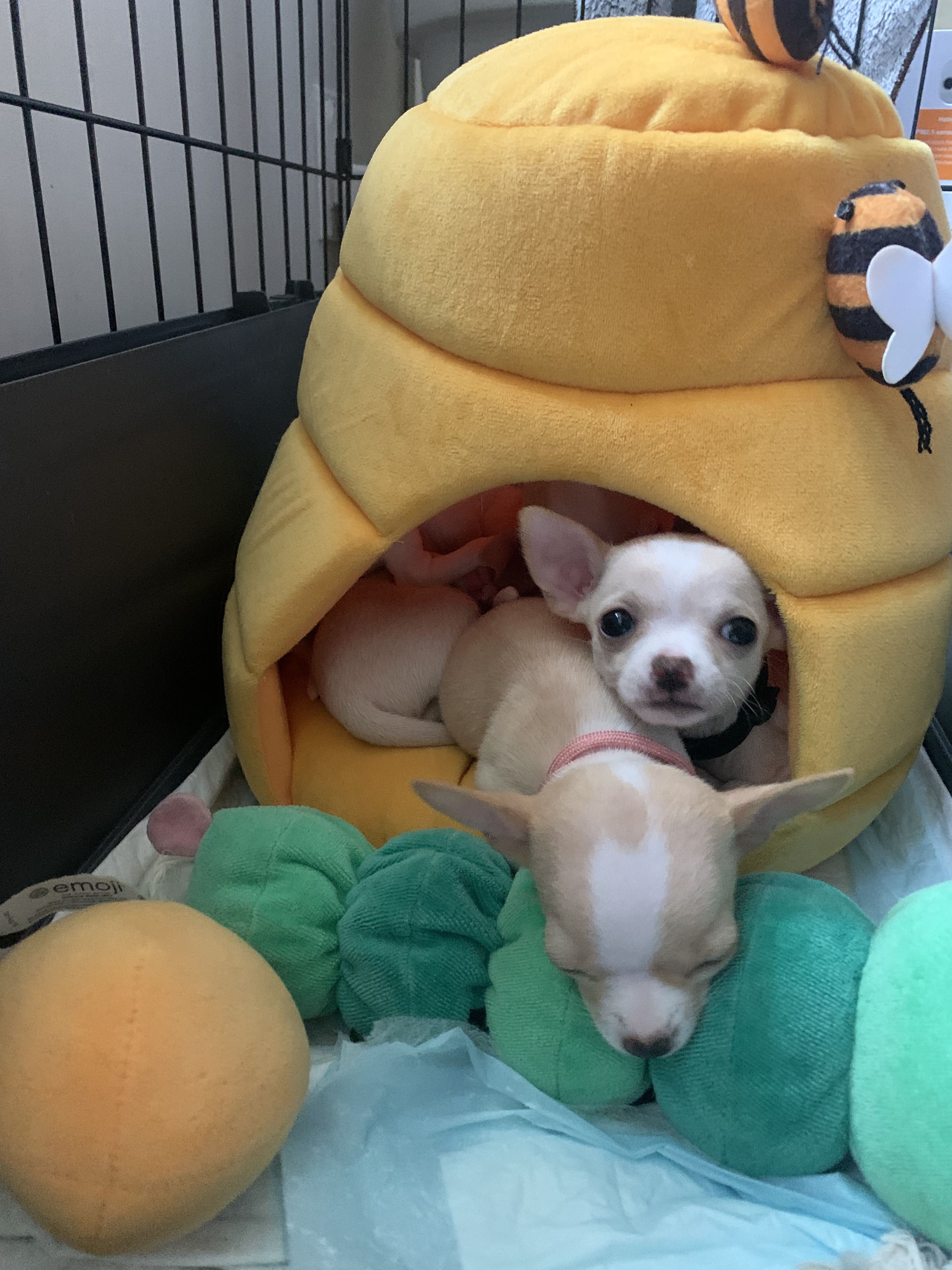 A pup peering out of a yellow beehive bed while a sibling sleeps over the edge of it
