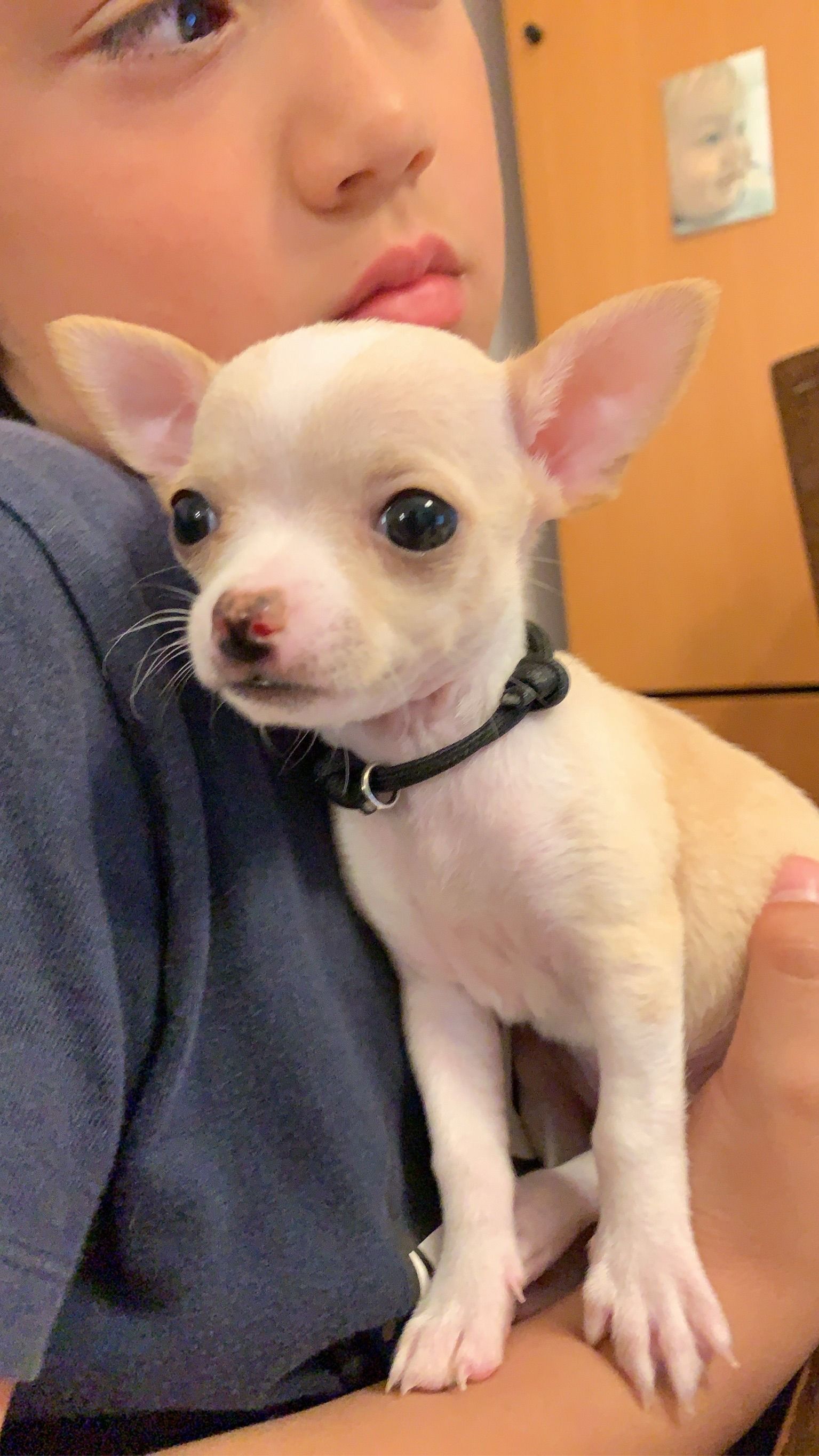 Black collared pup held up against a shoulder, big ears out, looking past the camera