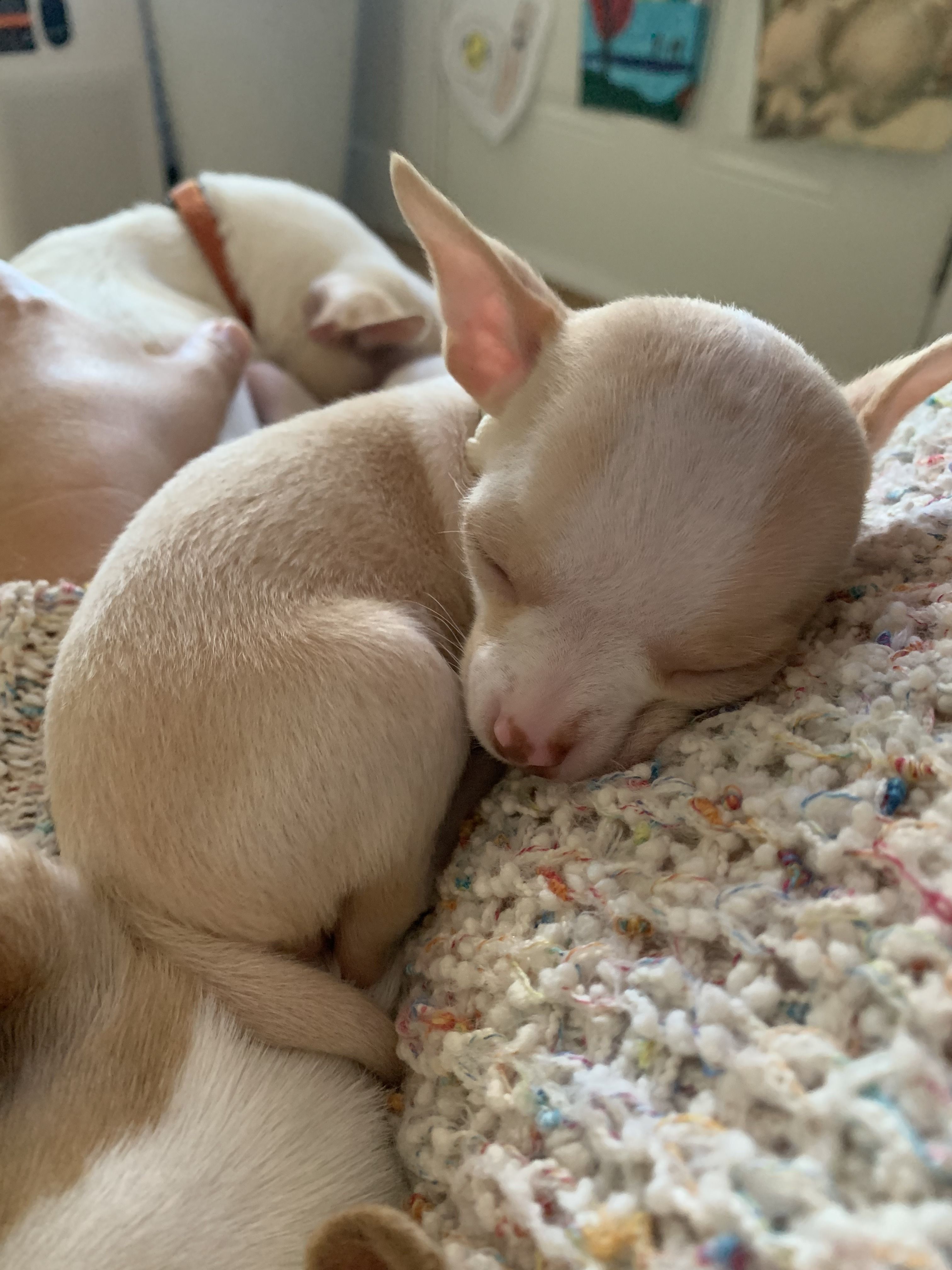 Close-up of a sleeping pup with its chin resting on a knitted blanket