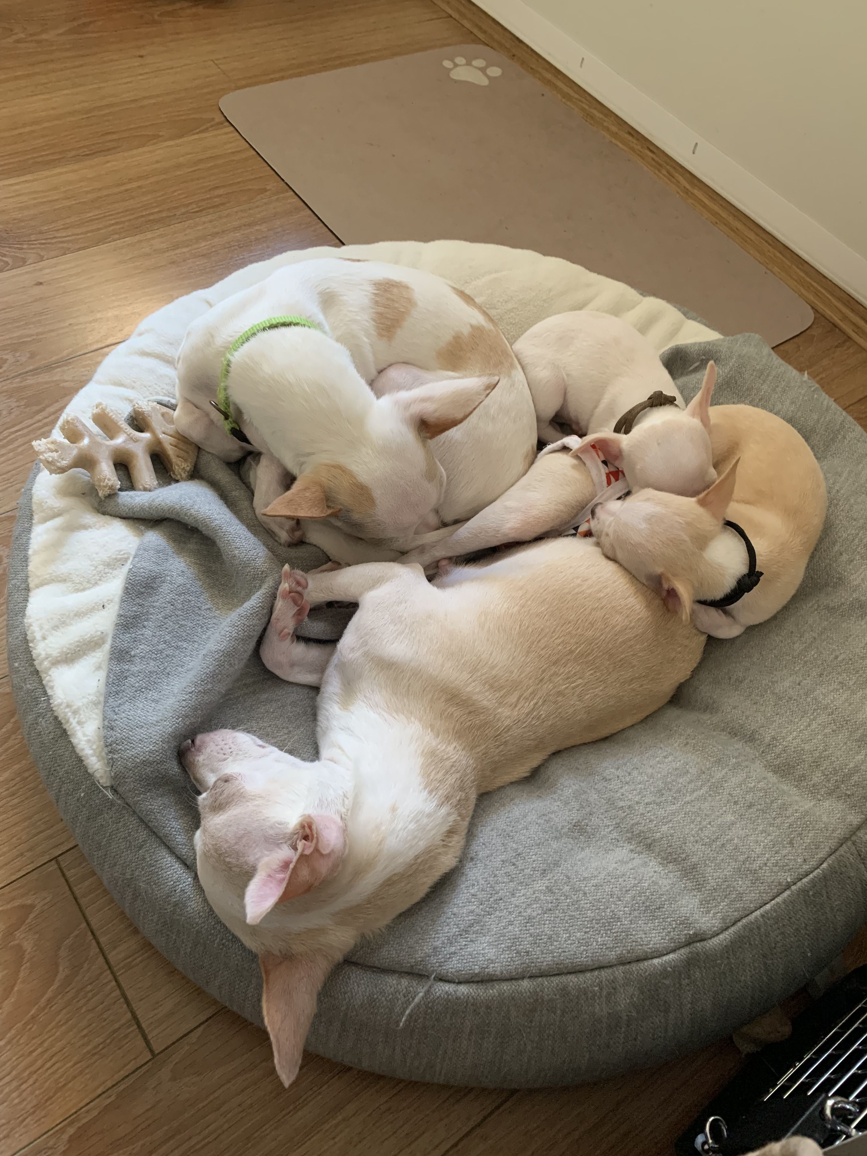 Overhead of the pups sprawled across the round cushion on the wood floor