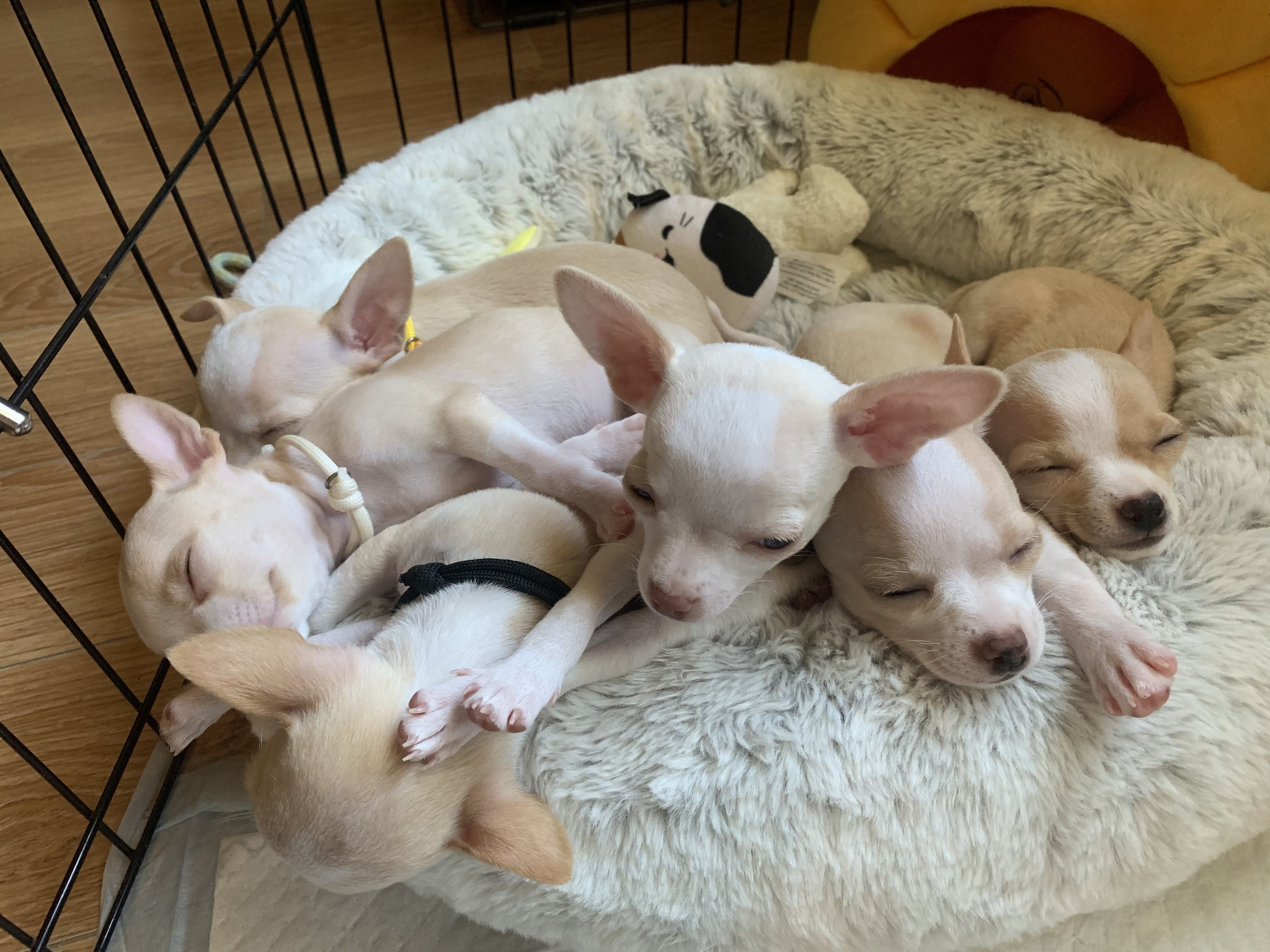 All six pups piled into the round bed together, a tangle of ears and paws